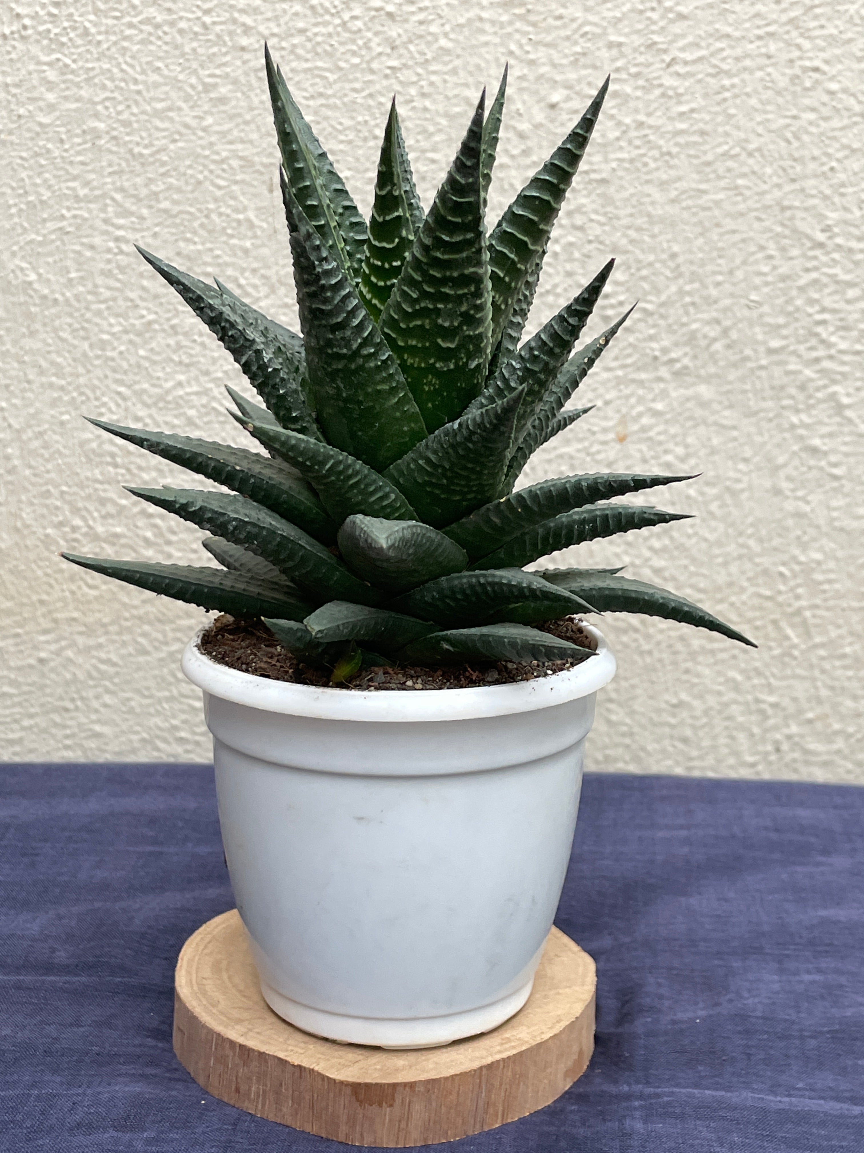 Haworthia Limifolia Fairy Washboard