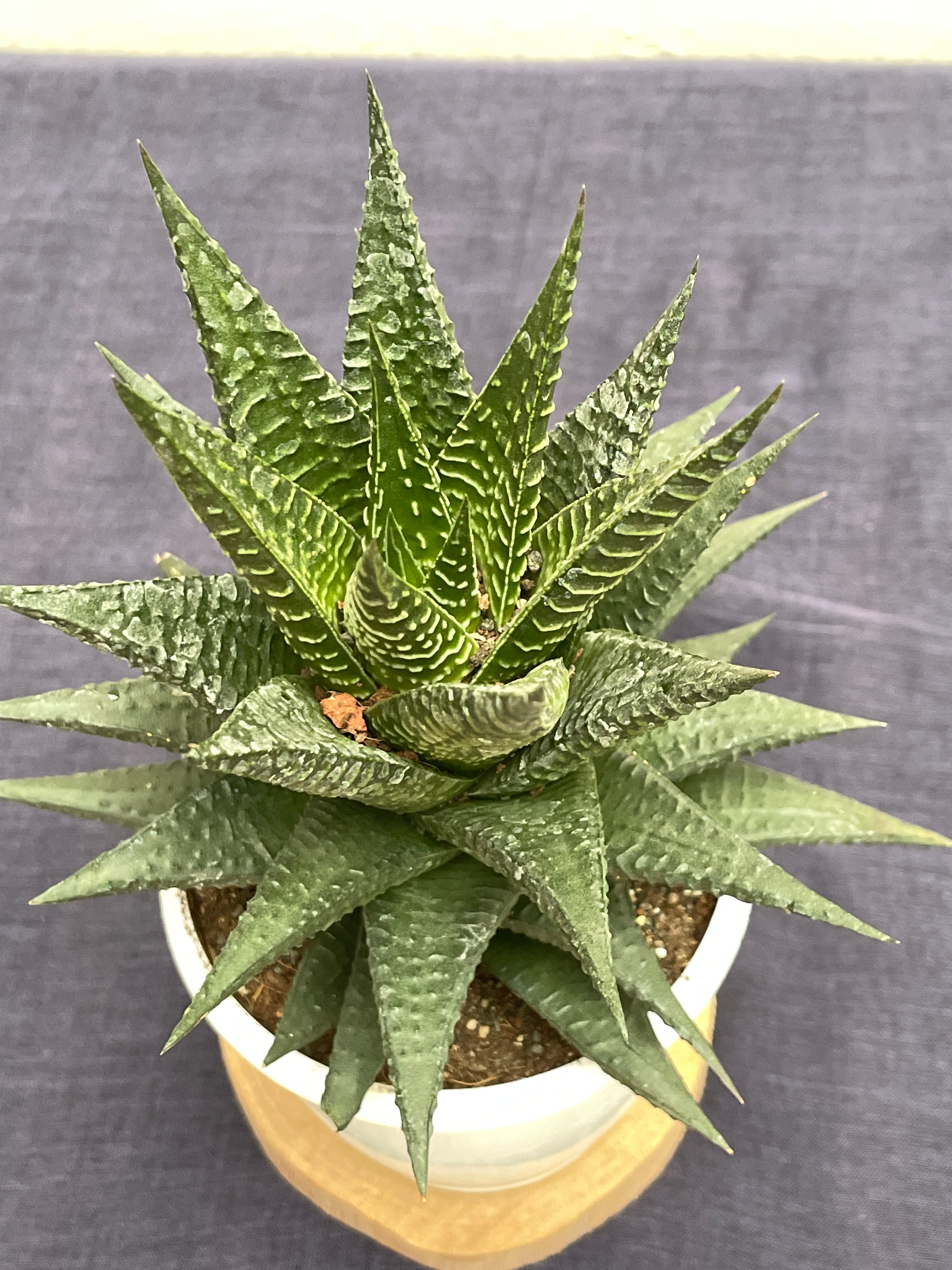 Haworthia Limifolia Fairy Washboard