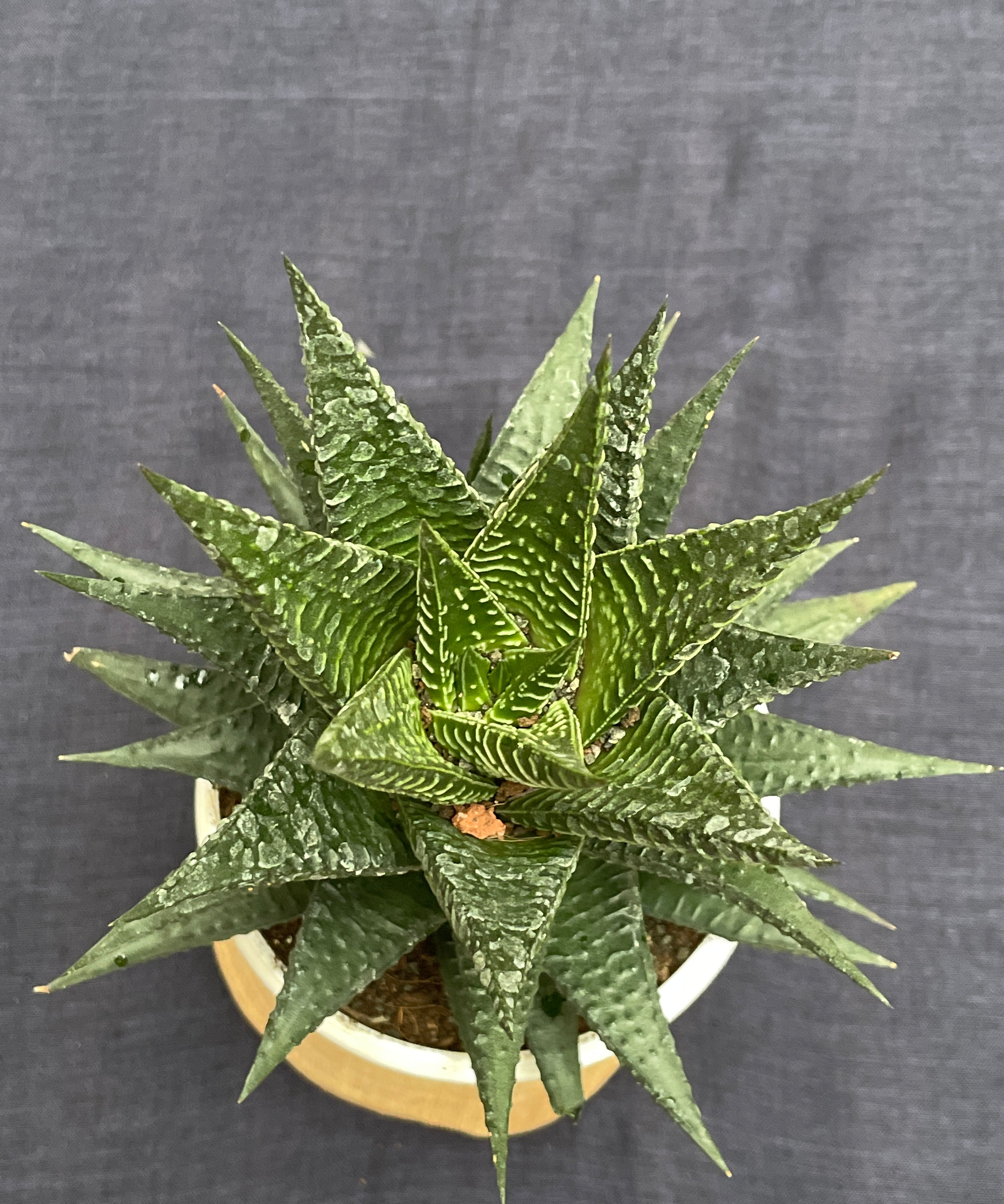 Haworthia Limifolia Fairy Washboard