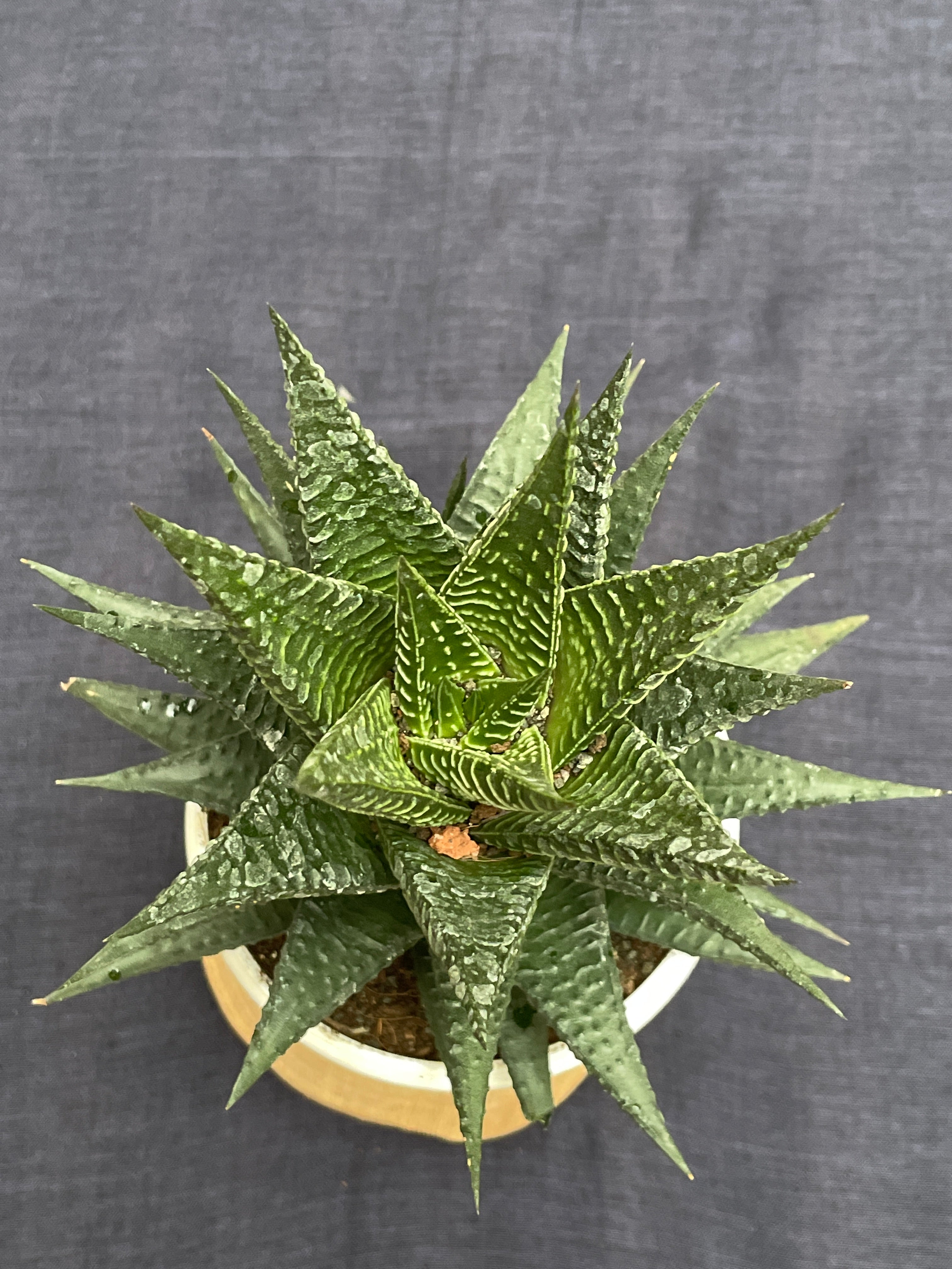 Haworthia Limifolia Fairy Washboard