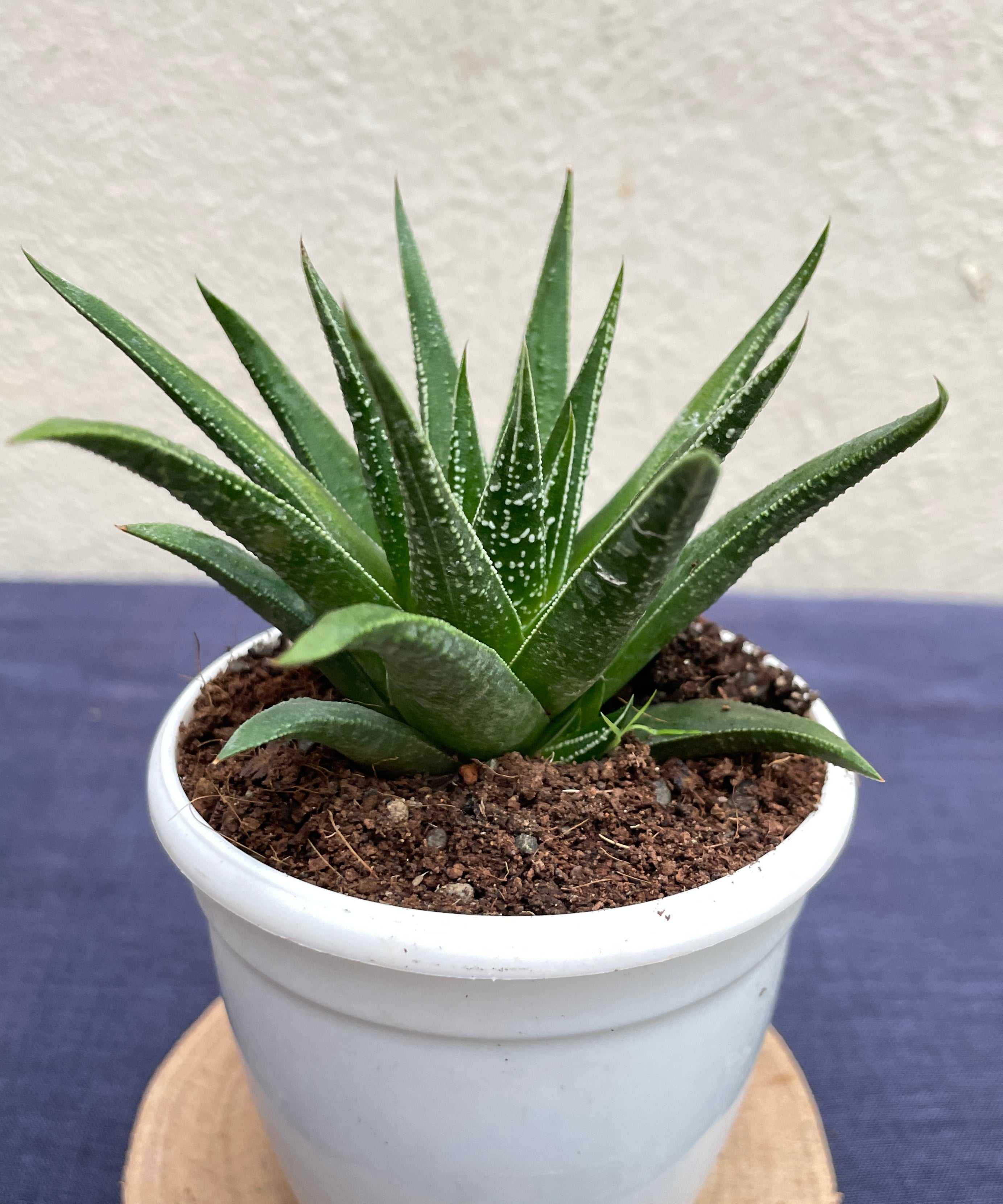 Haworthia Glabrata