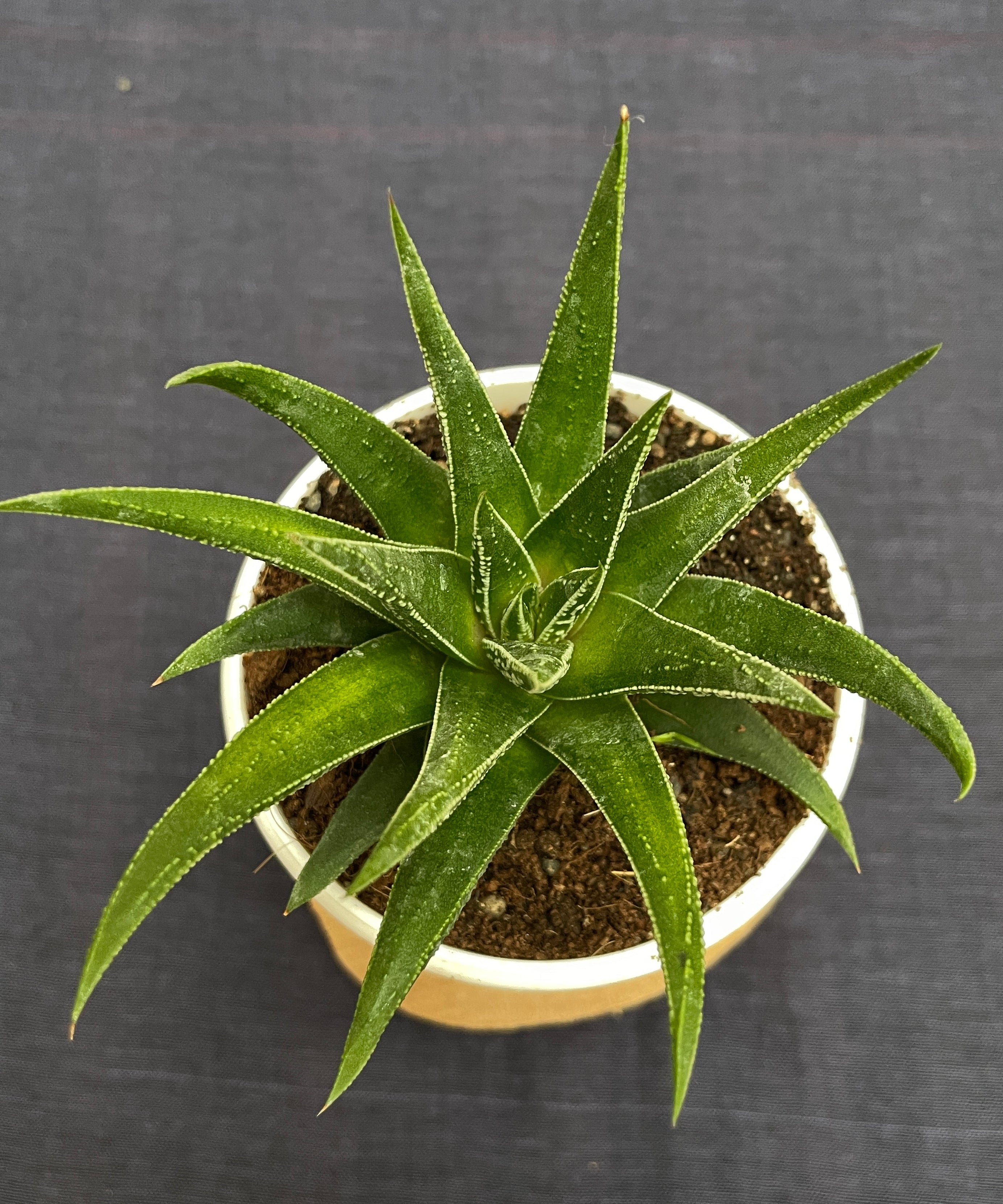 Haworthia Glabrata