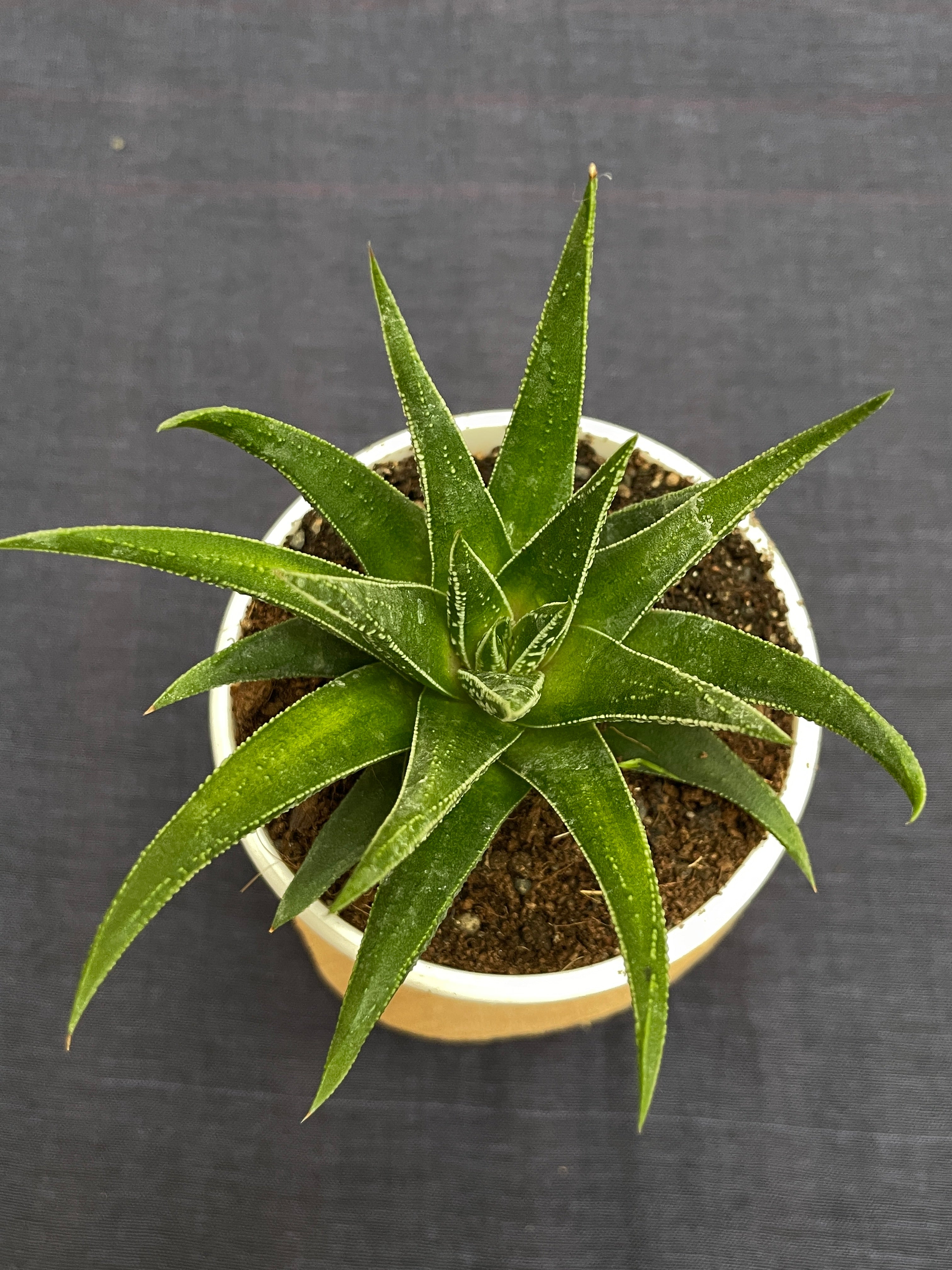 Haworthia Glabrata