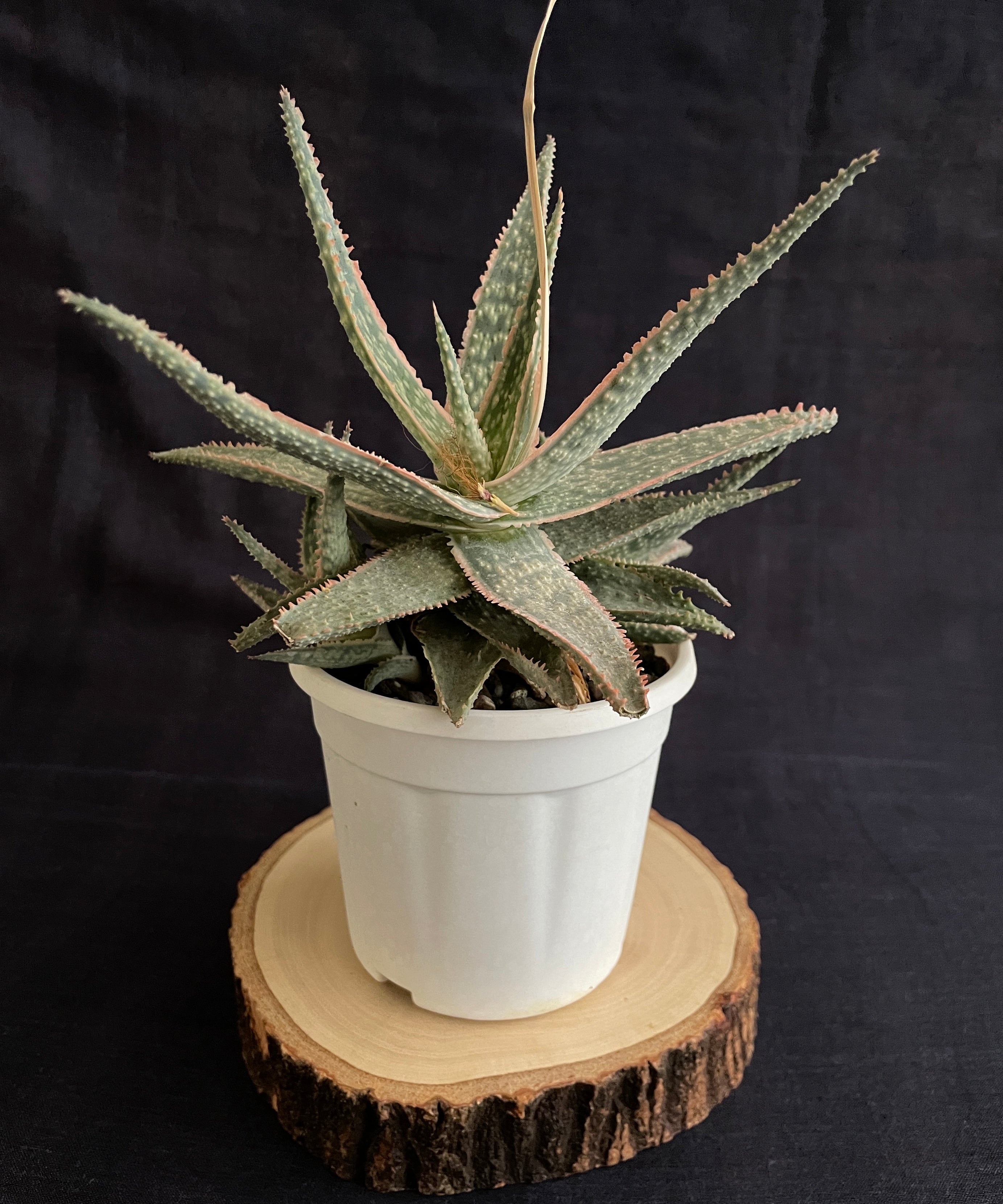 Aloe Christmas Carol