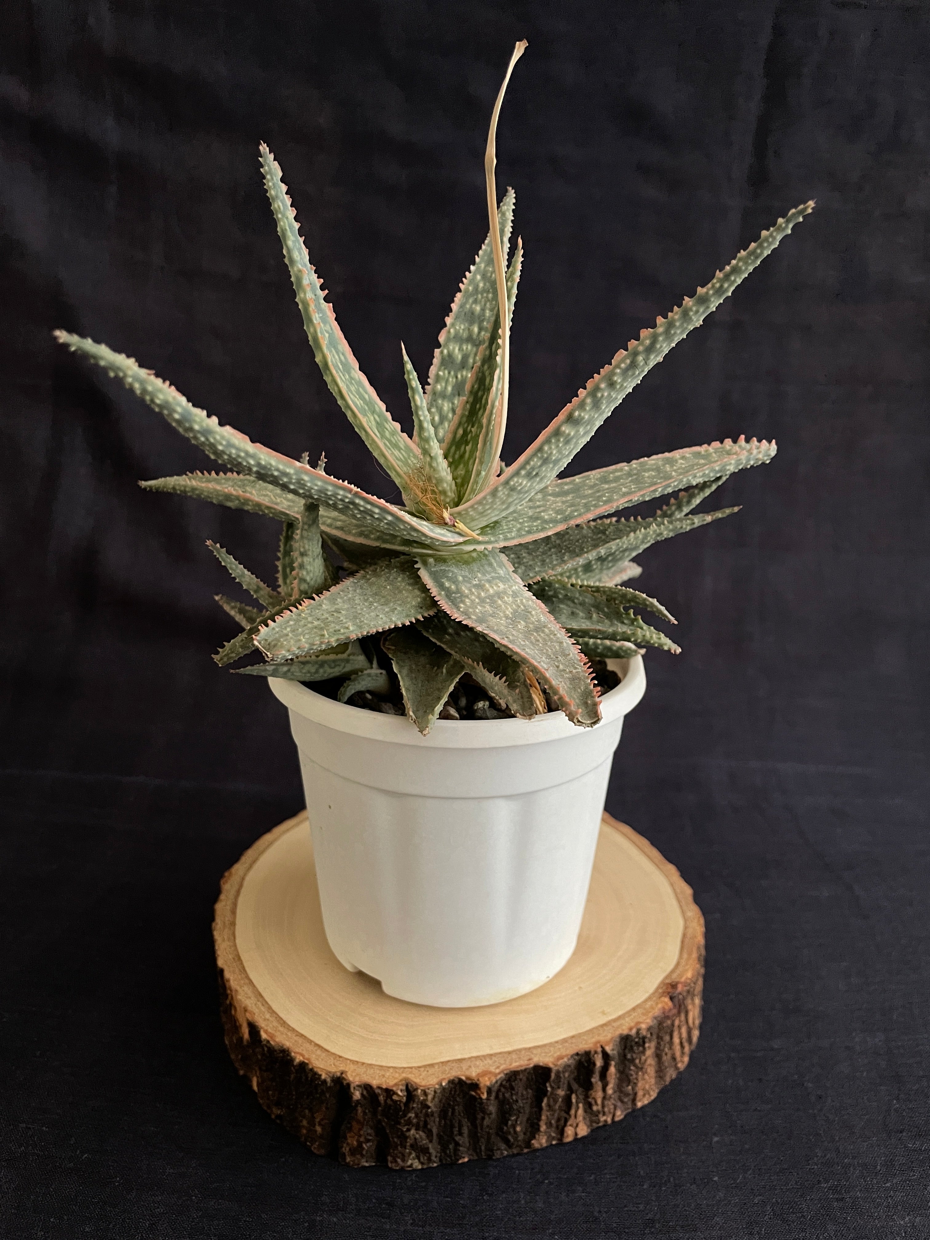 Aloe Christmas Carol