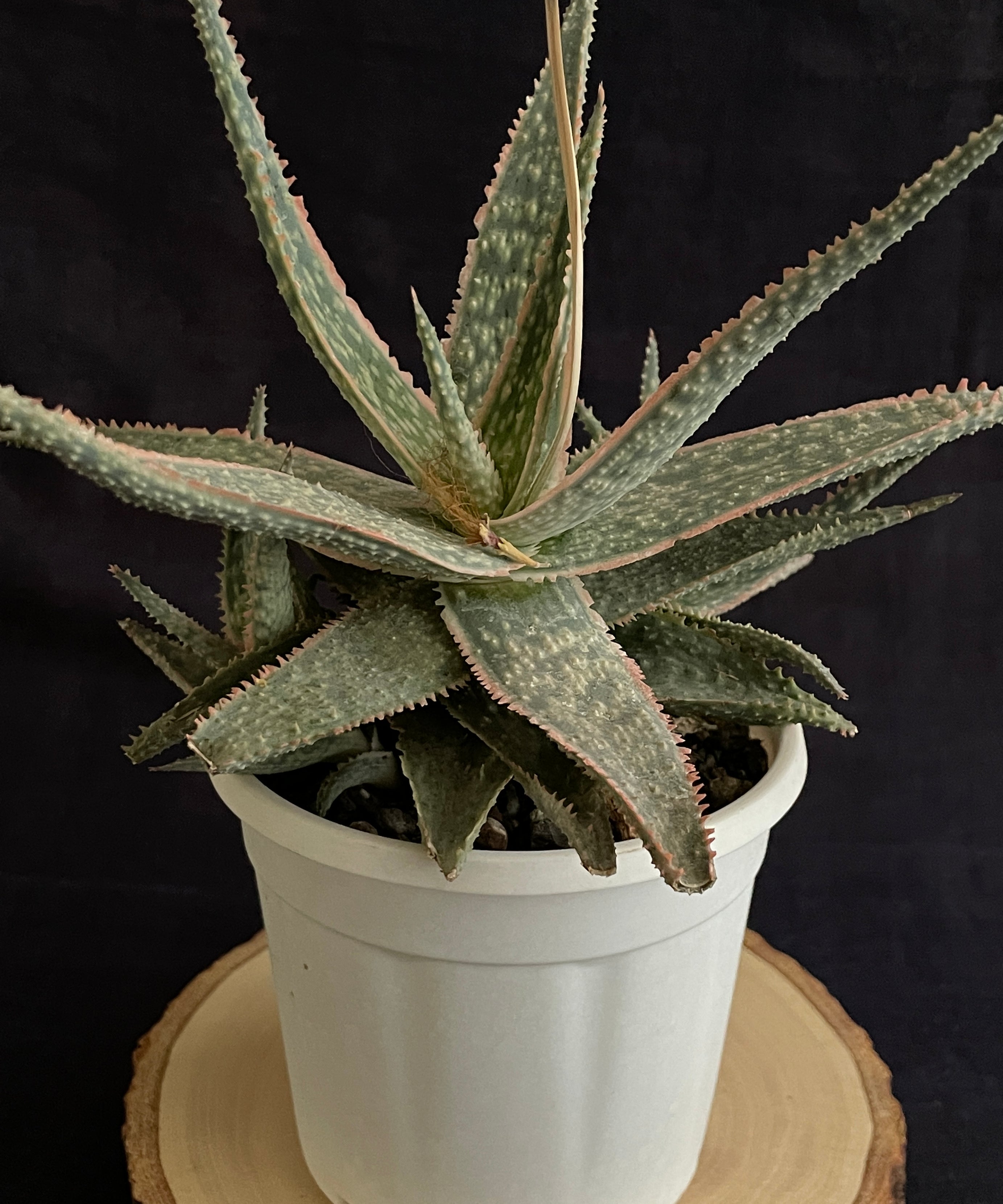 Aloe Christmas Carol