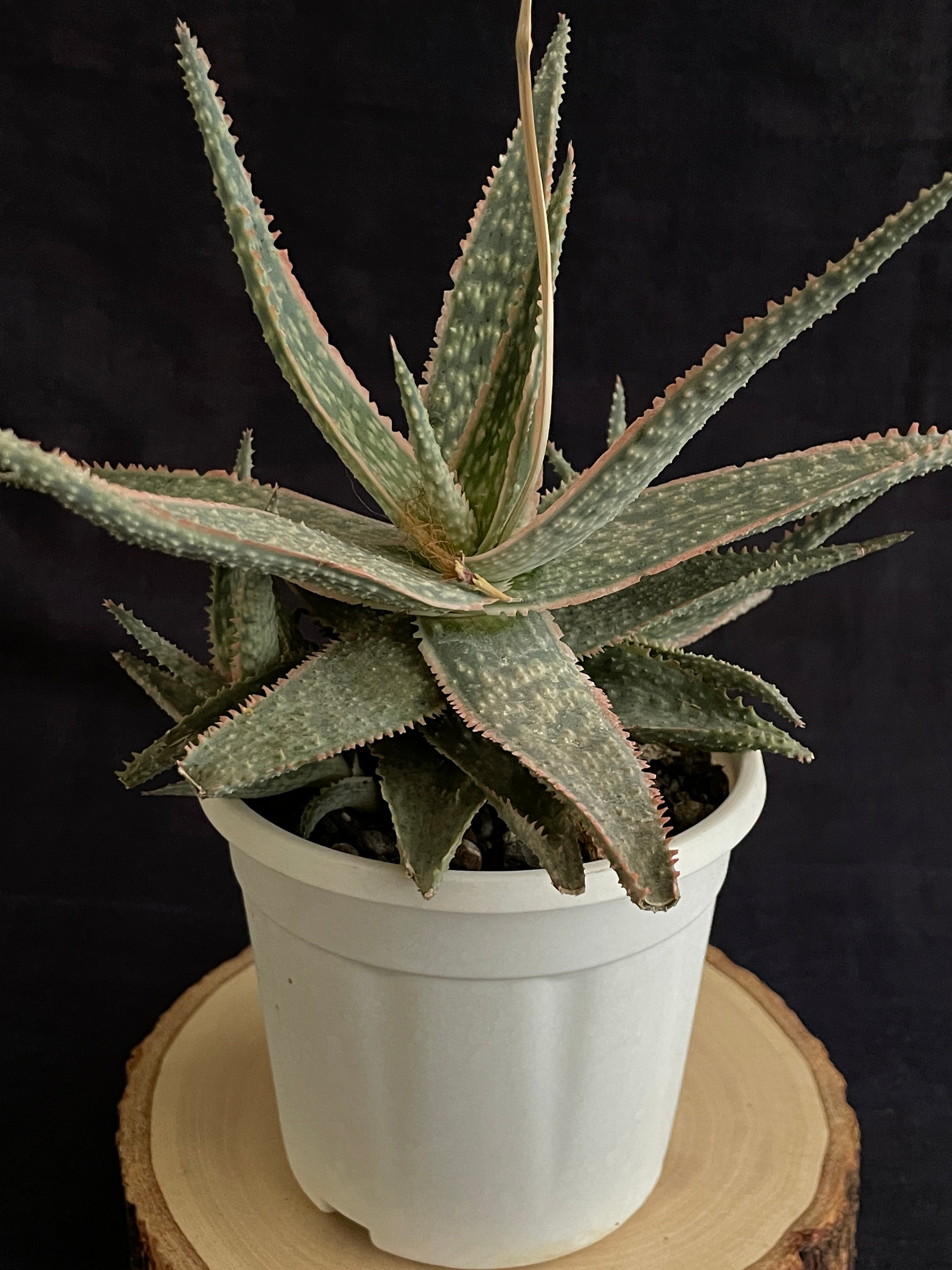 Aloe Christmas Carol