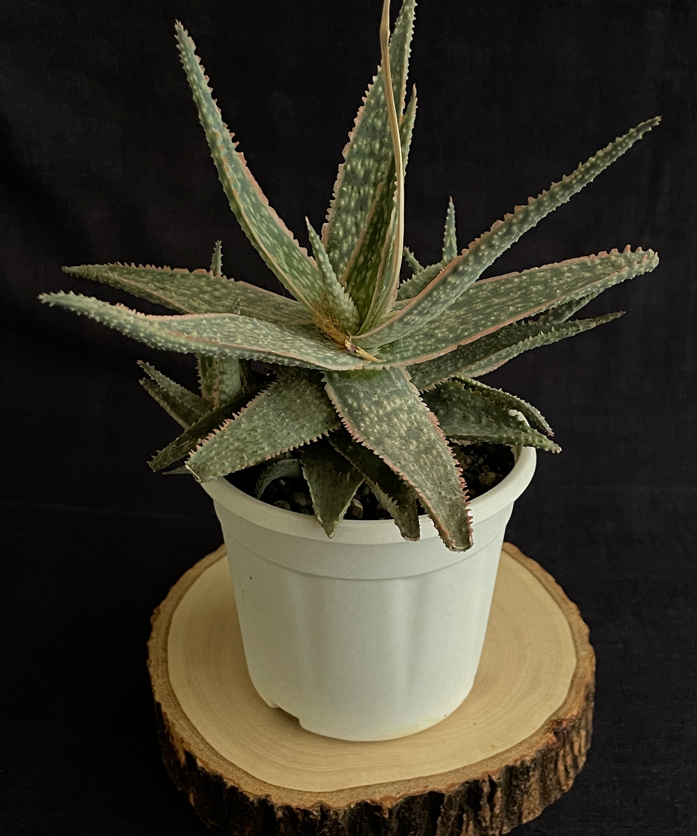 Aloe Christmas Carol