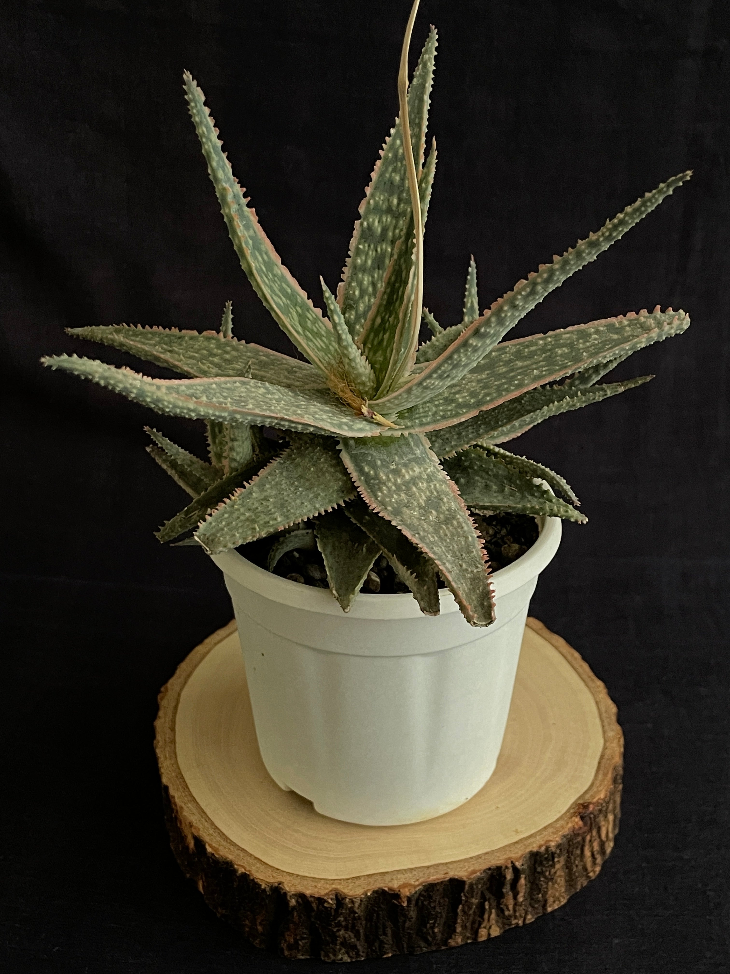 Aloe Christmas Carol