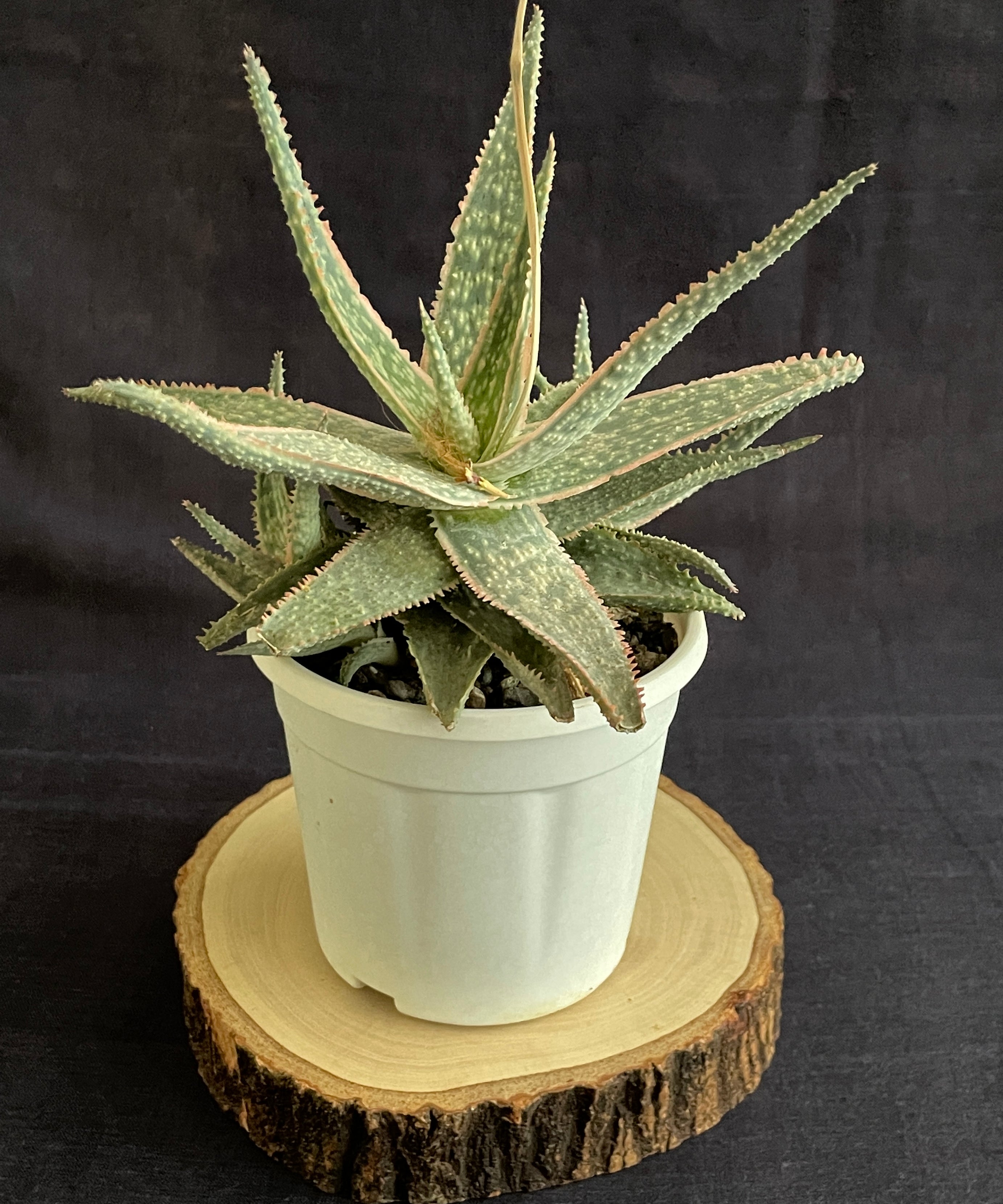 Aloe Christmas Carol