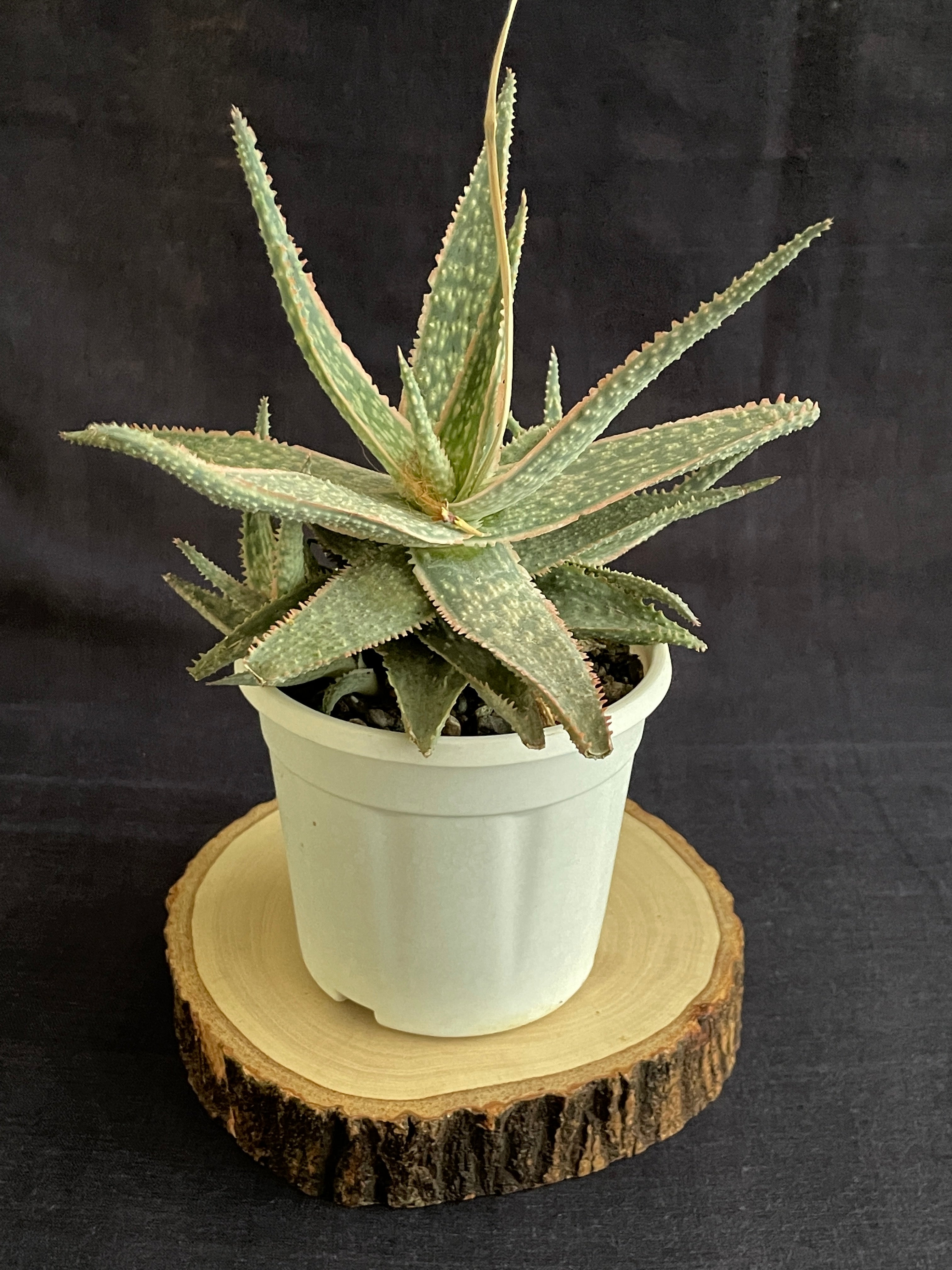 Aloe Christmas Carol