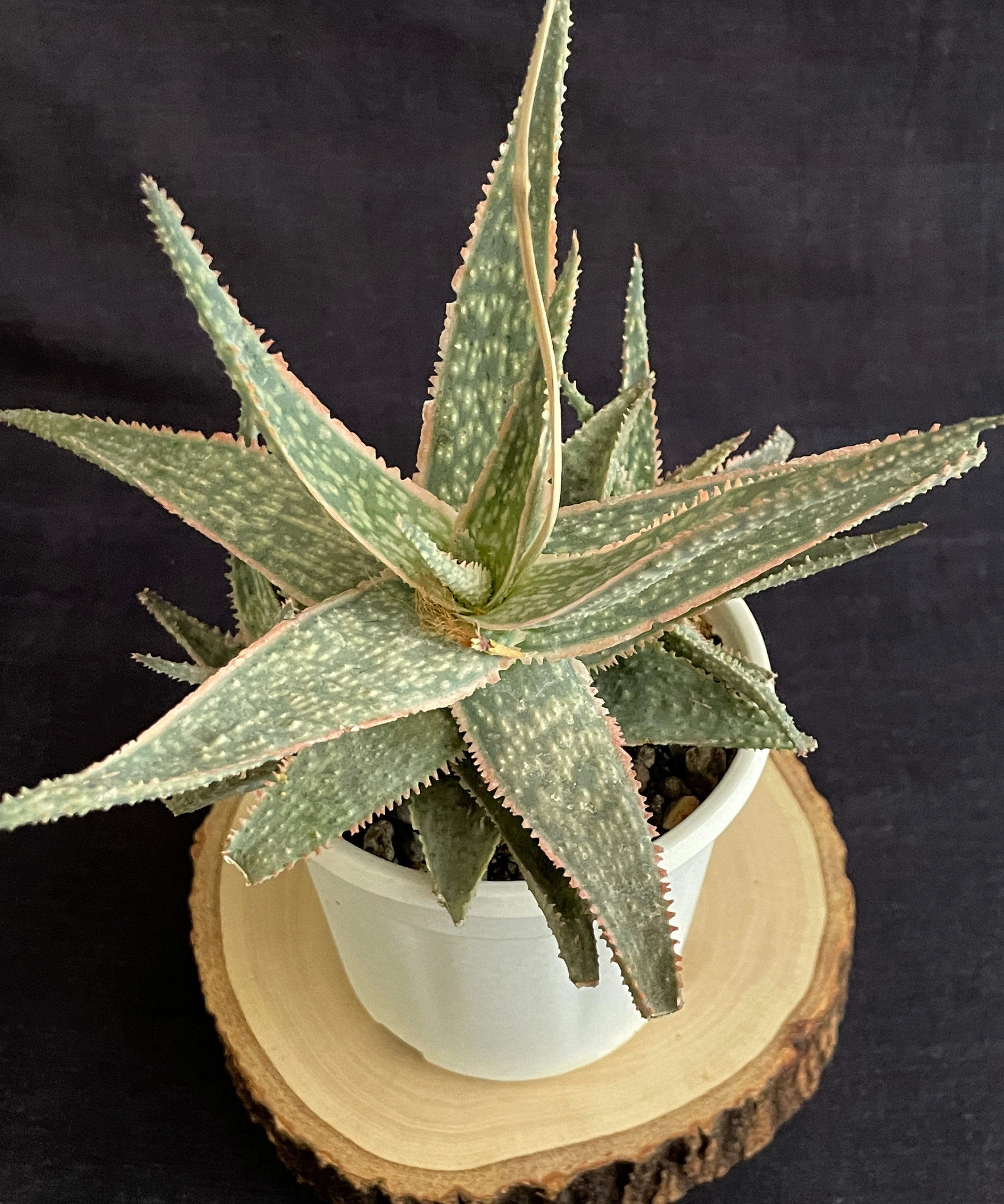 Aloe Christmas Carol