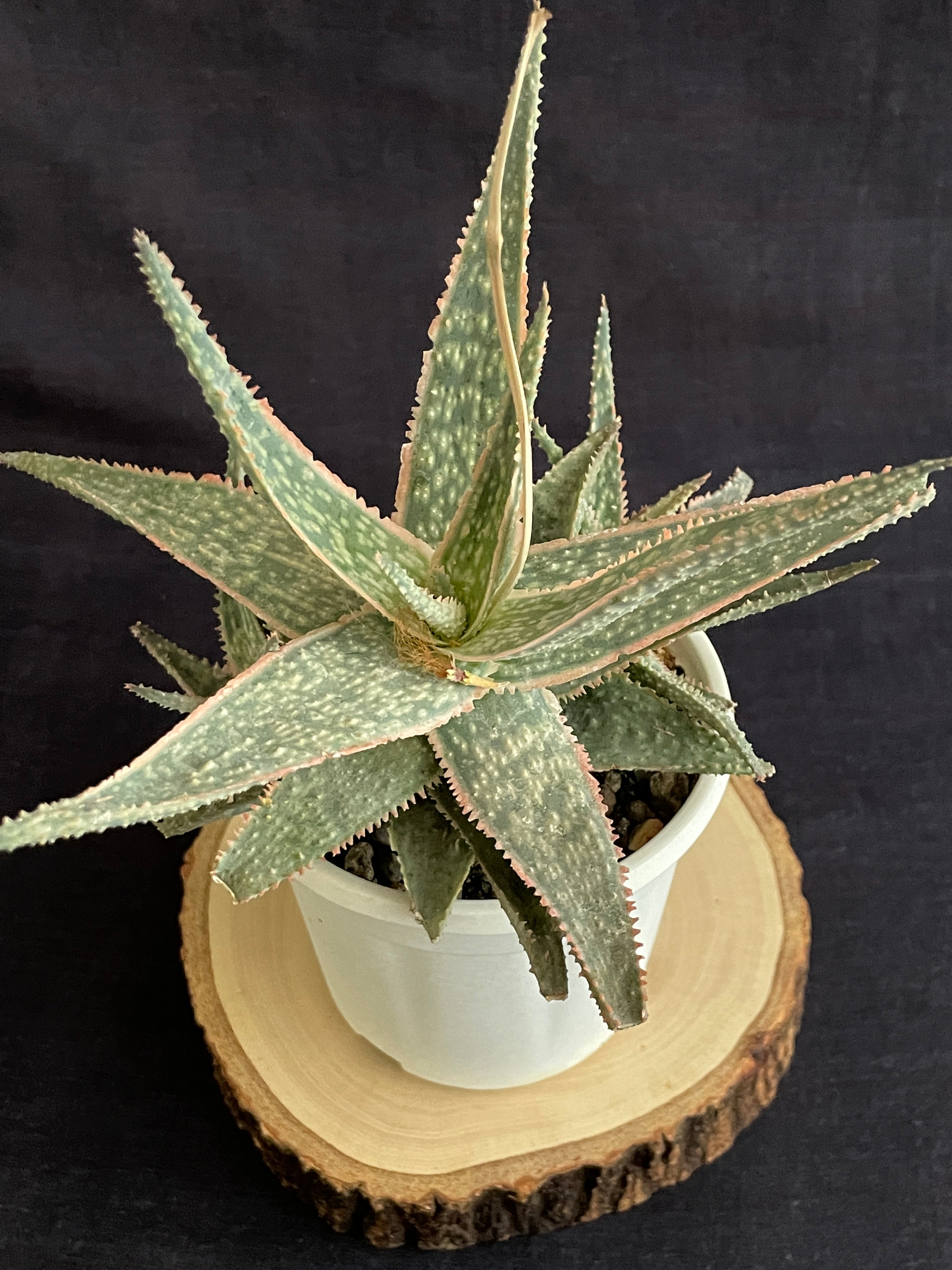 Aloe Christmas Carol