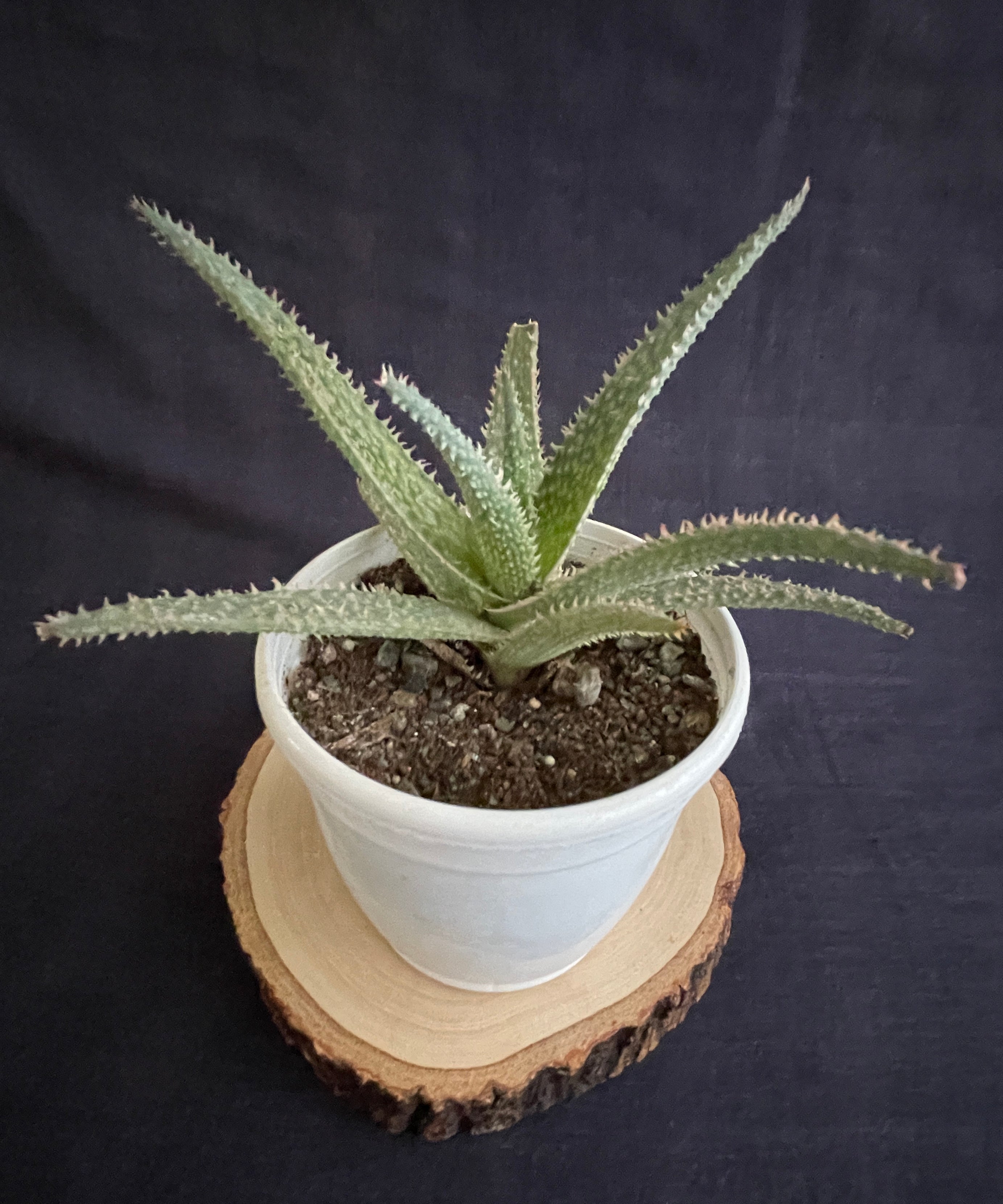 Aloe Zebrina