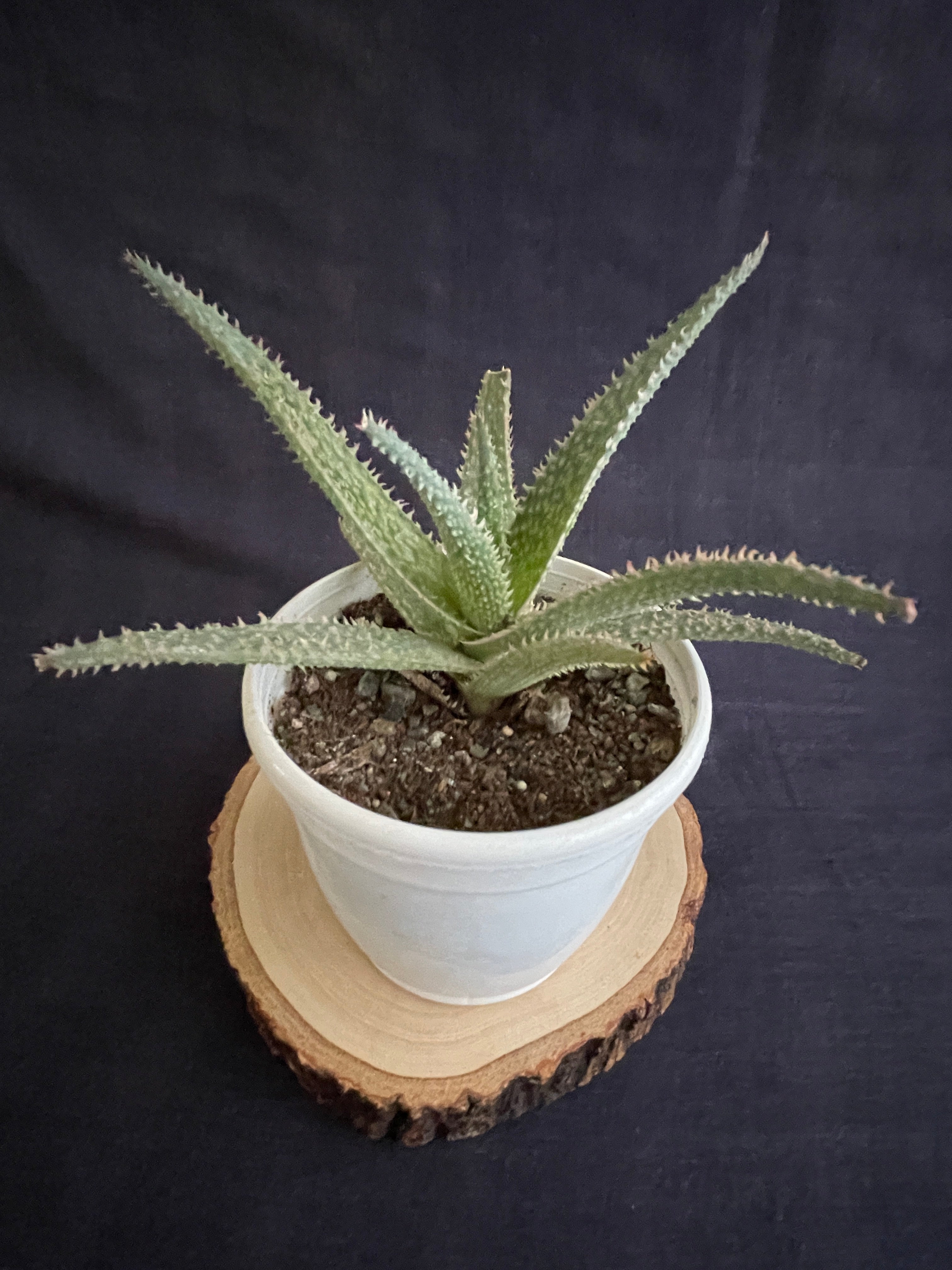 Aloe Zebrina