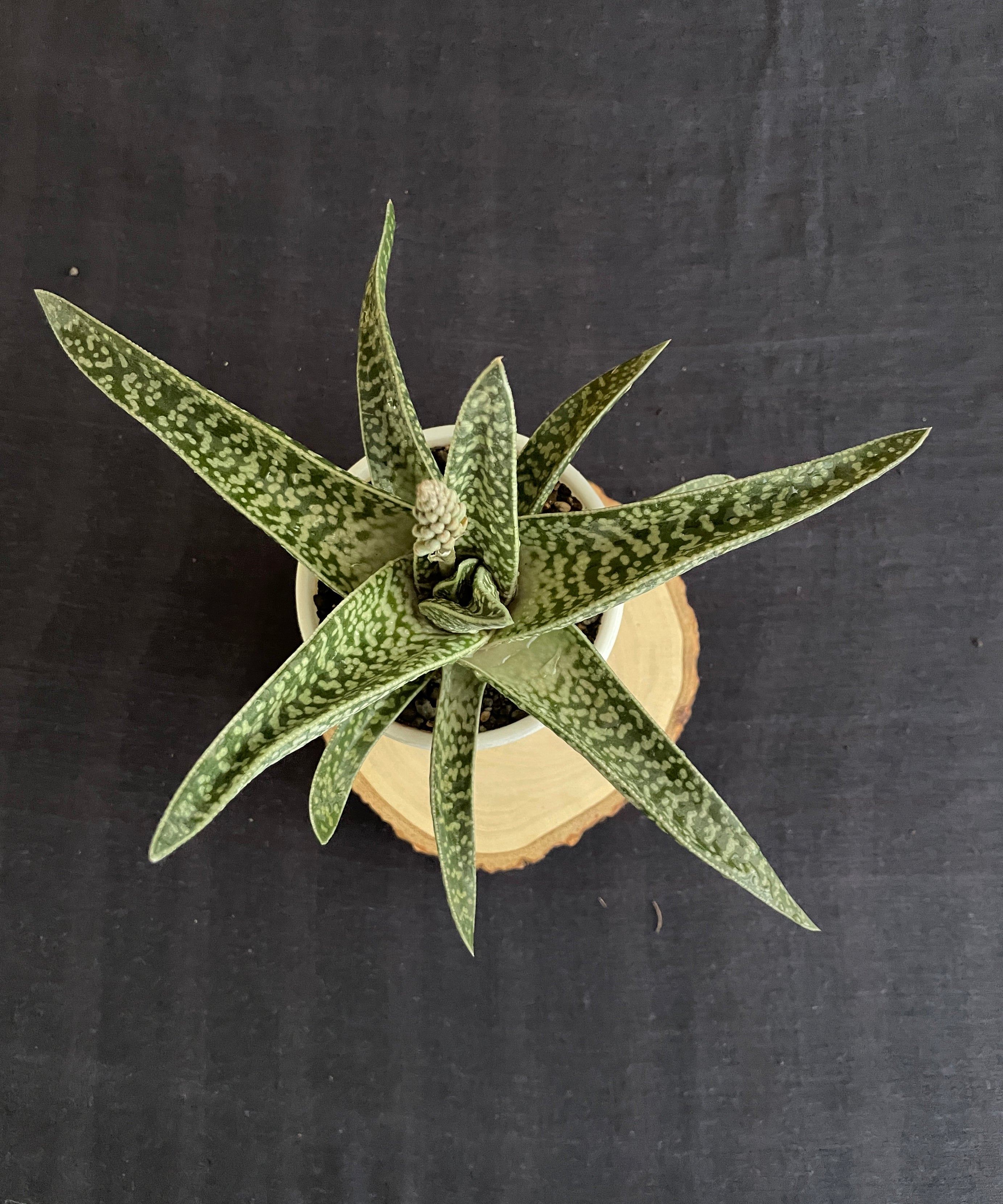 Gonialoe Variegata
