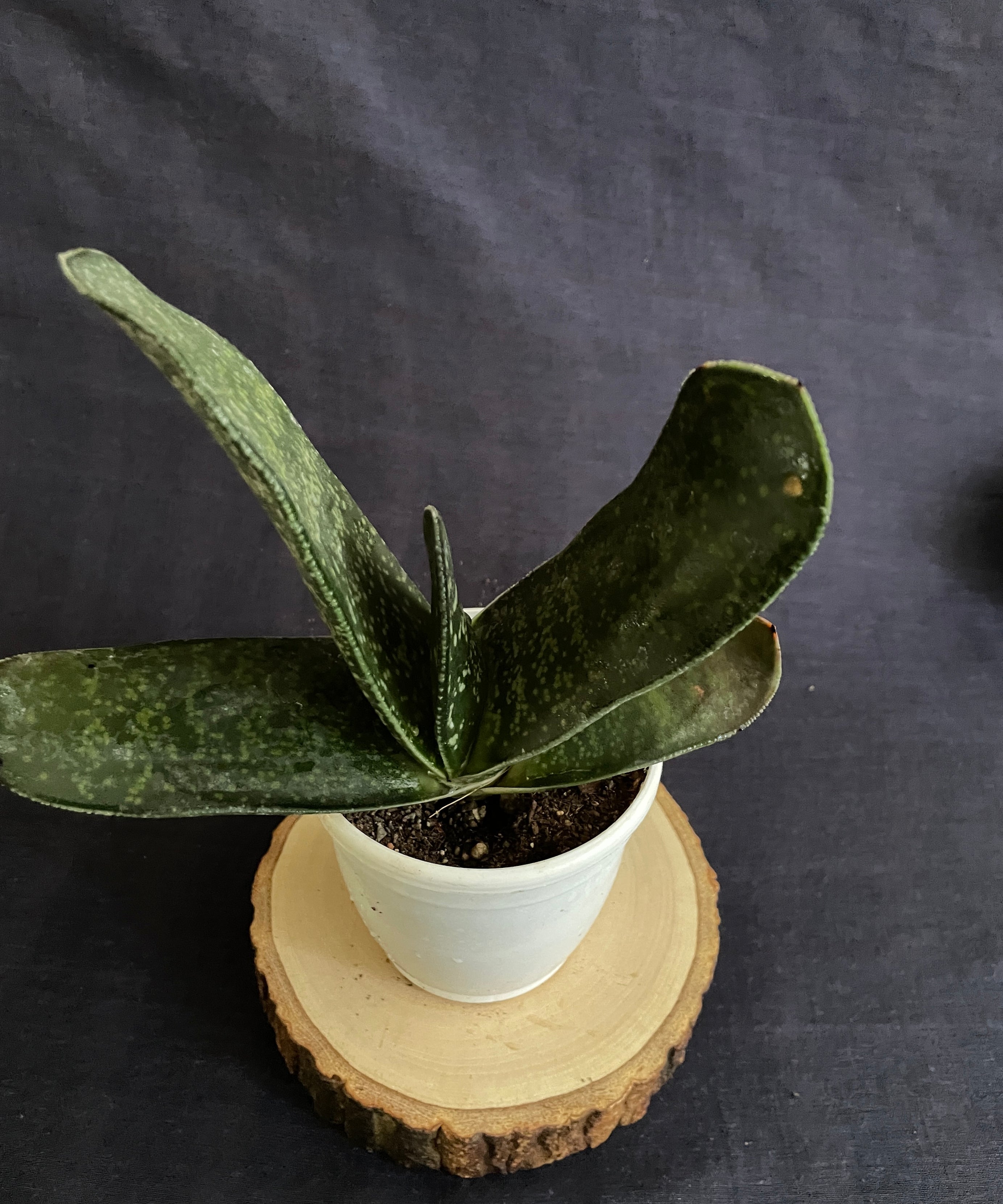 Gasteria Maculata