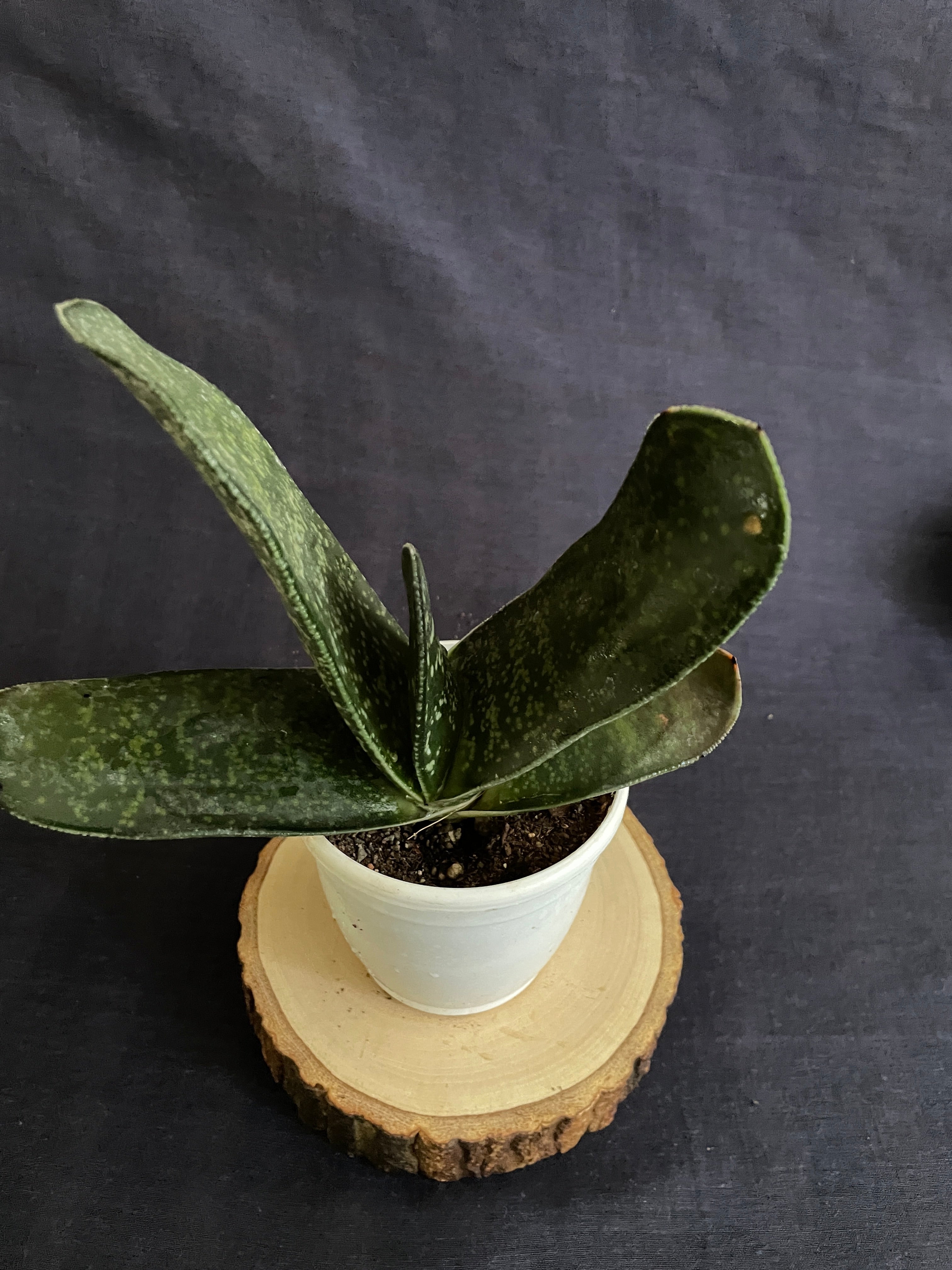 Gasteria Maculata