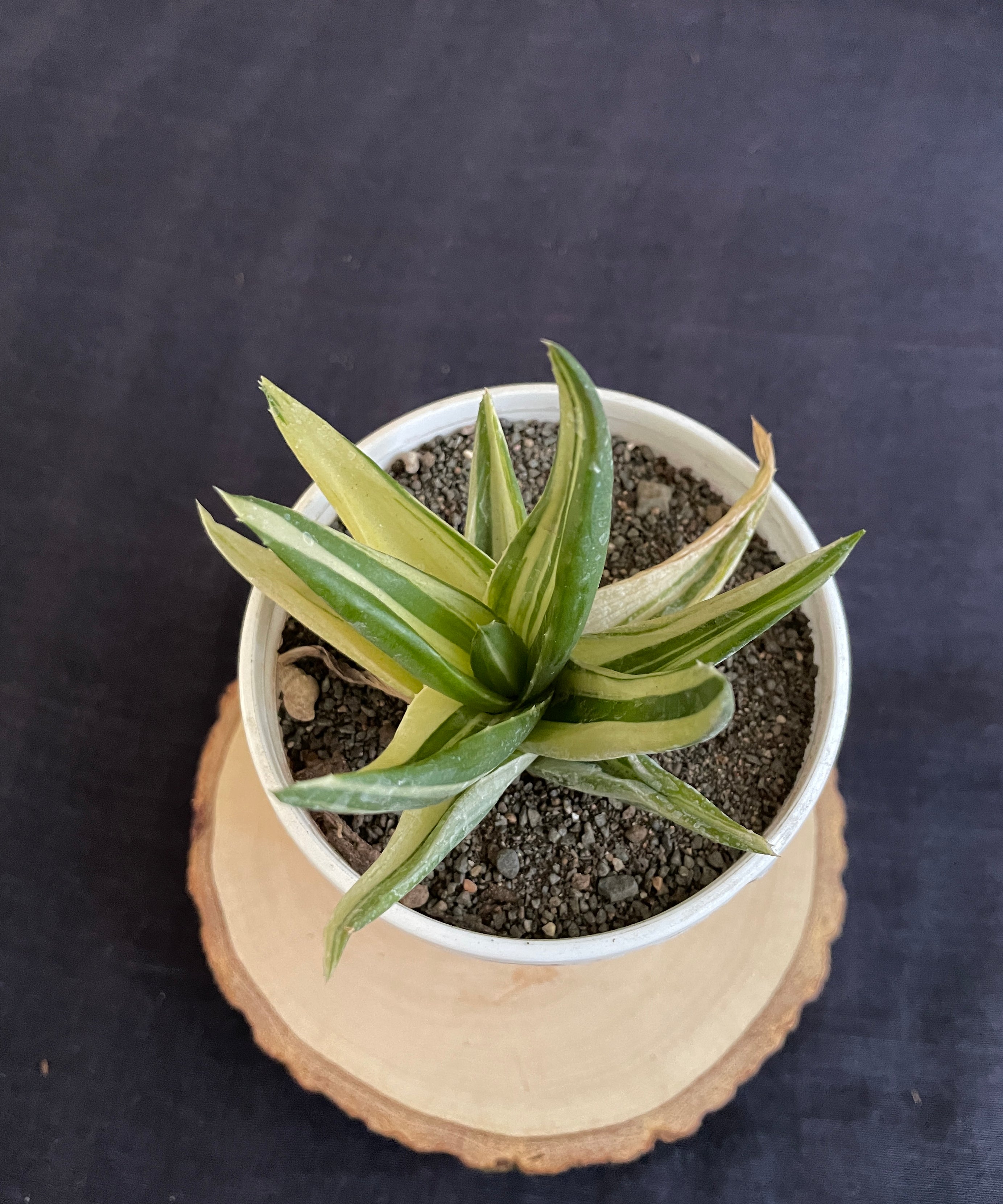 Aloe Haworthioides Black Gem Variegated