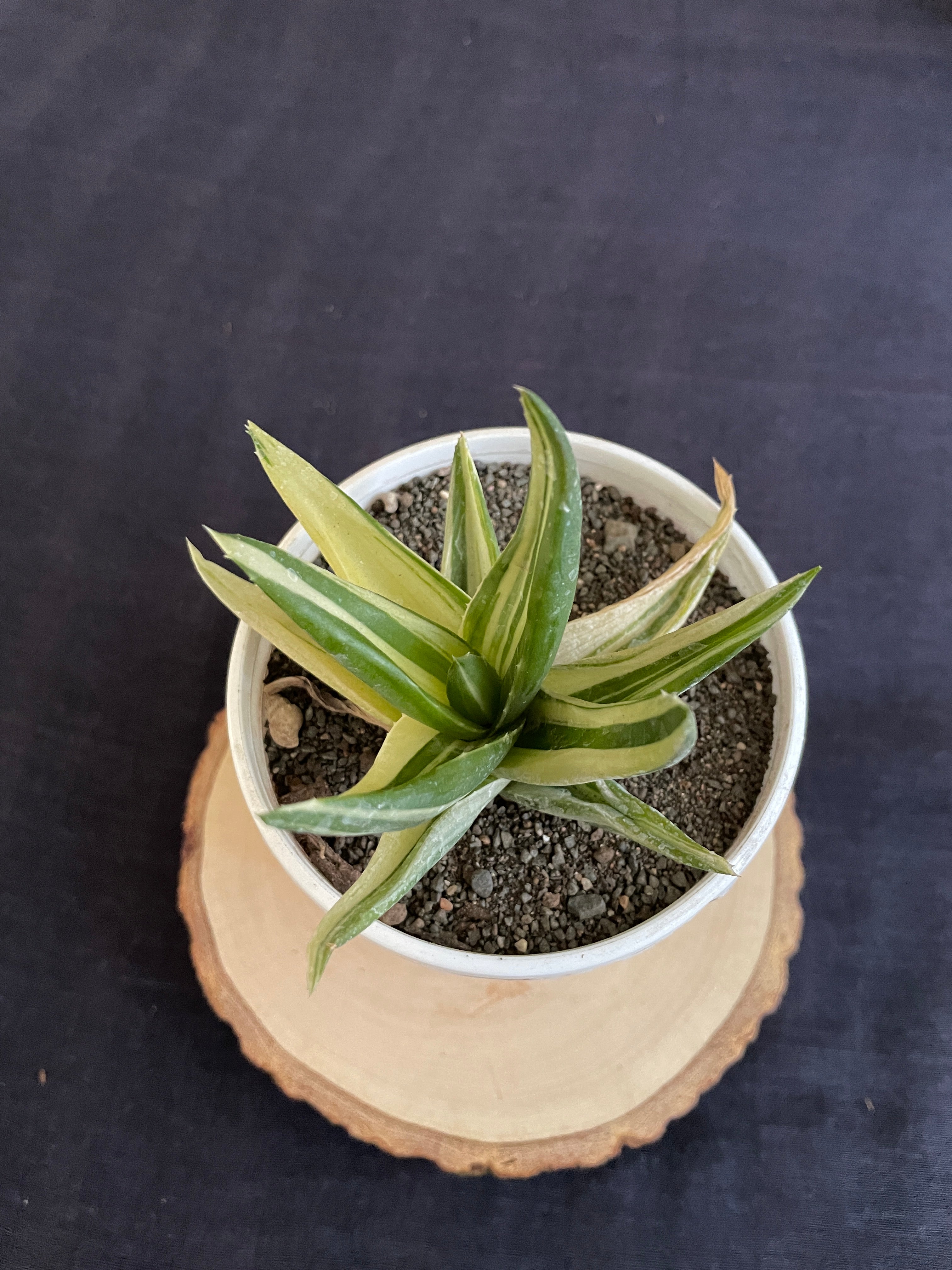 Aloe Haworthioides Black Gem Variegated