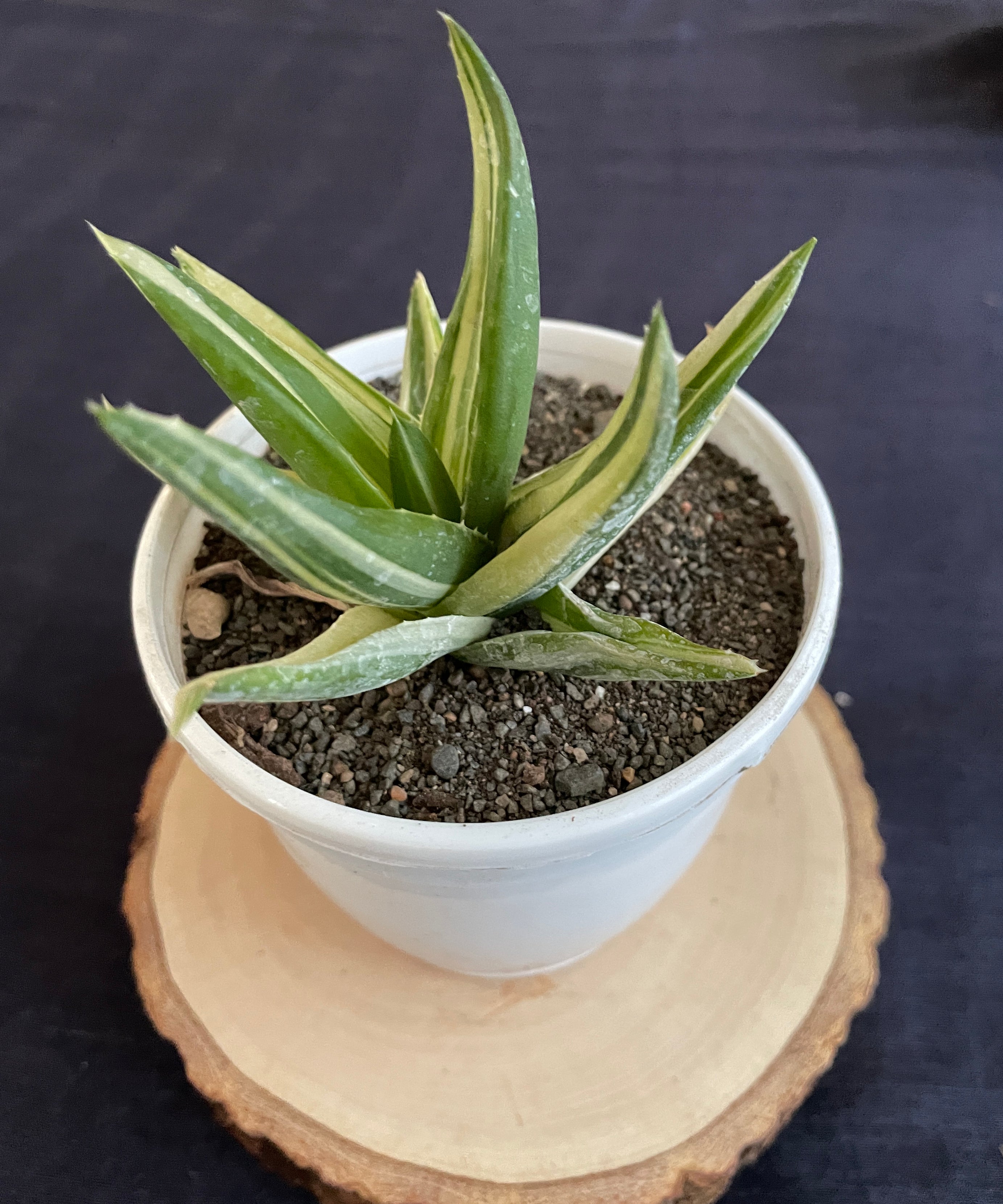 Aloe Haworthioides Black Gem Variegated