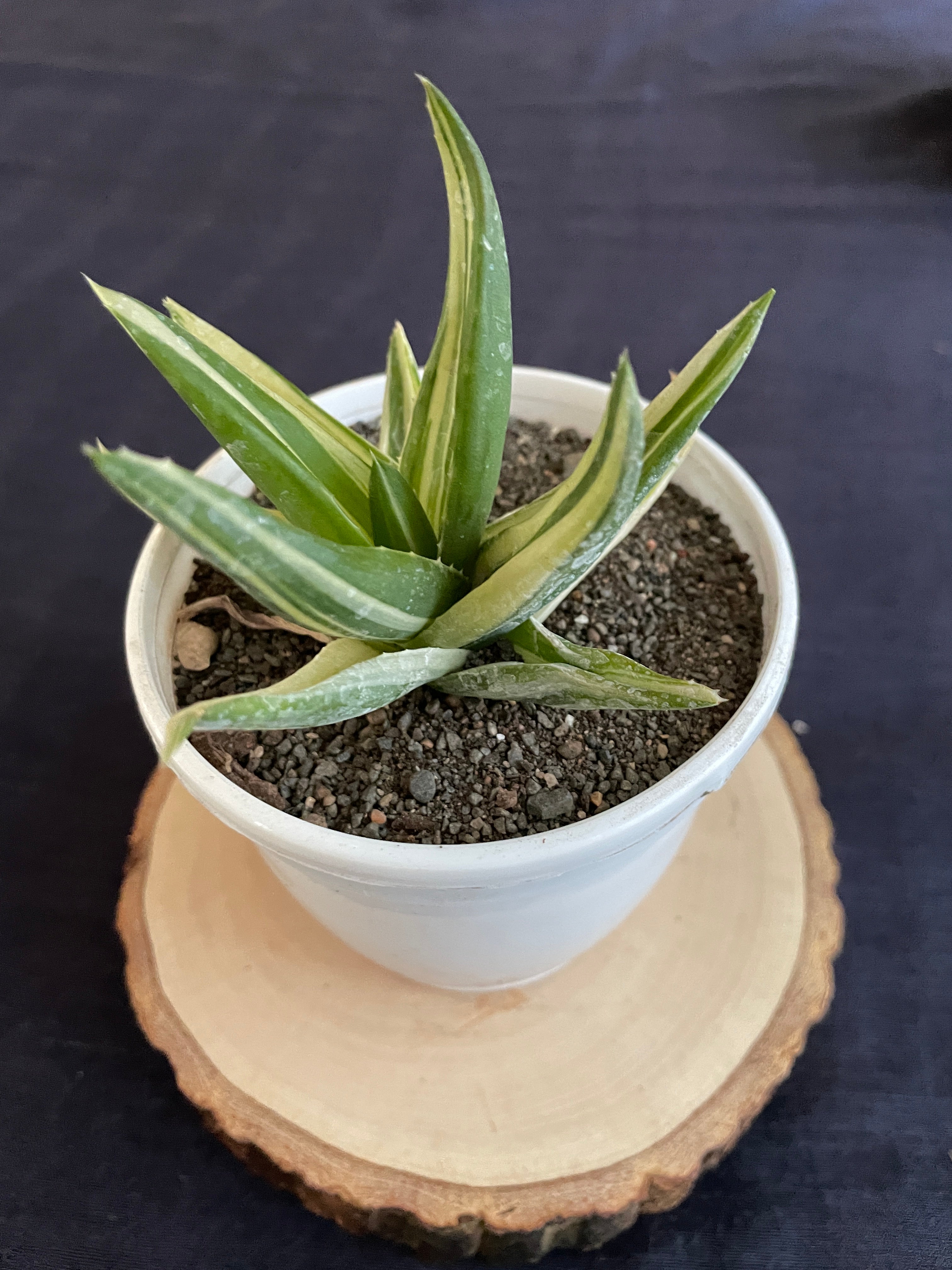 Aloe Haworthioides Black Gem Variegated