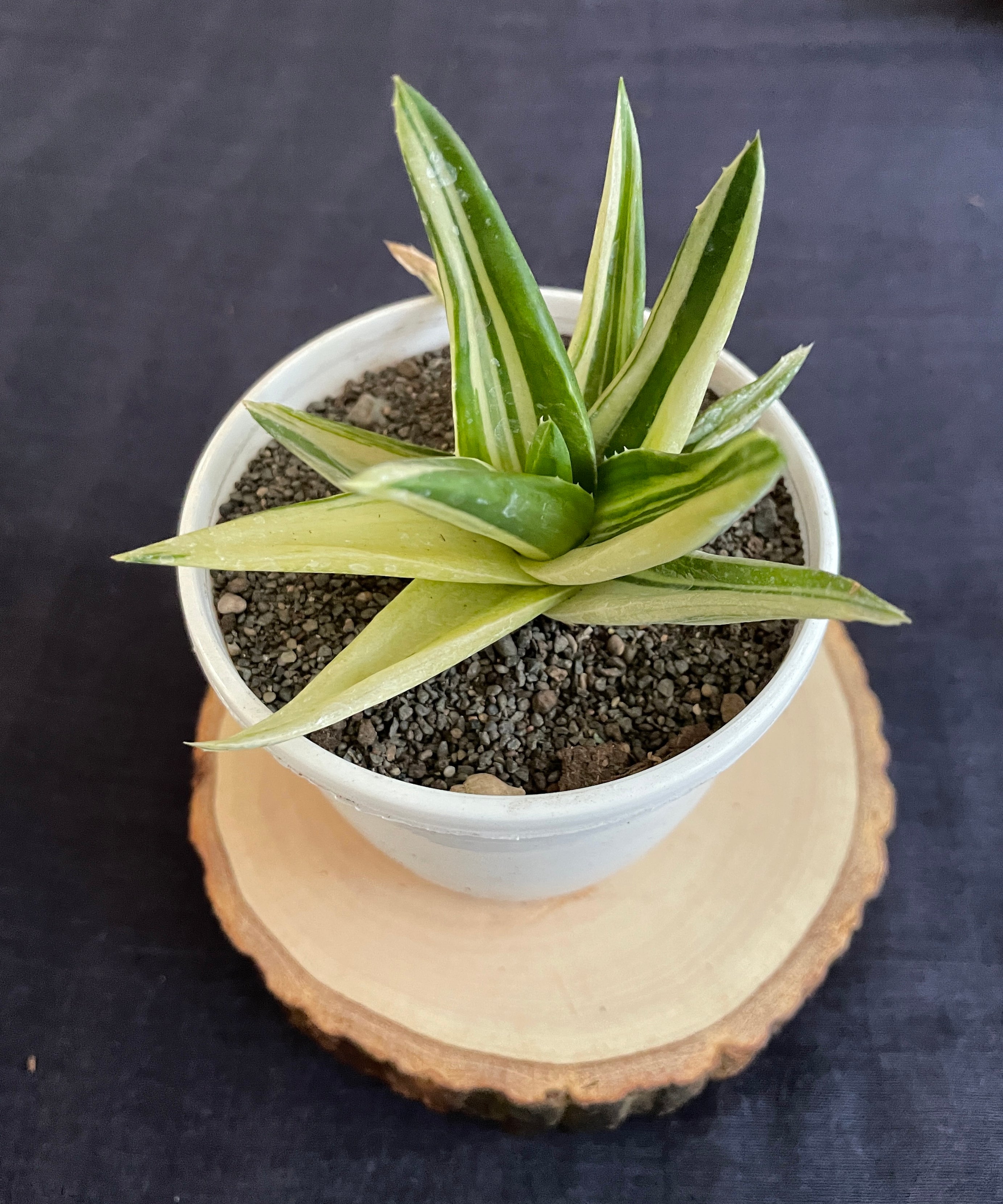 Aloe Haworthioides Black Gem Variegated