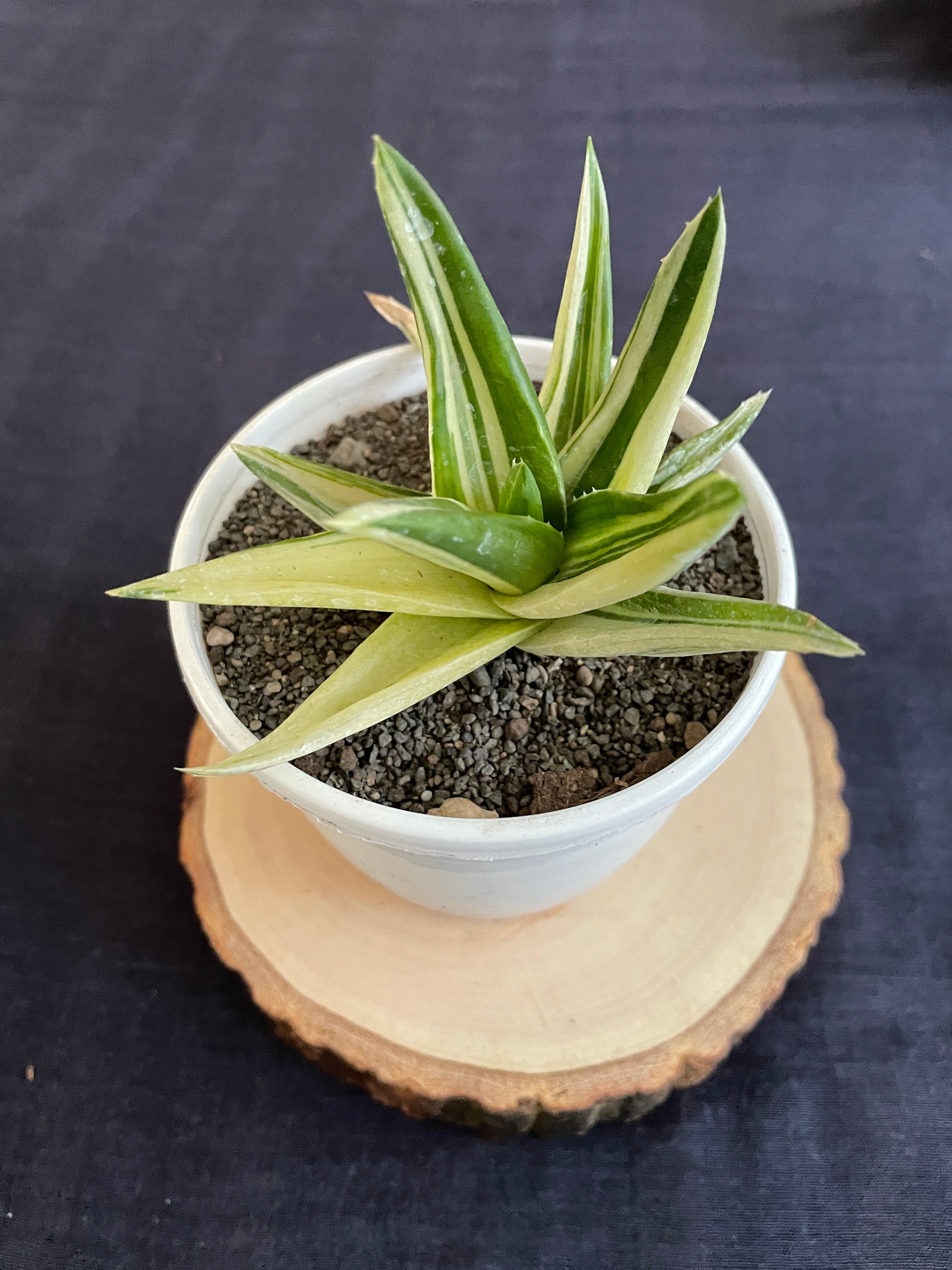 Aloe Haworthioides Black Gem Variegated