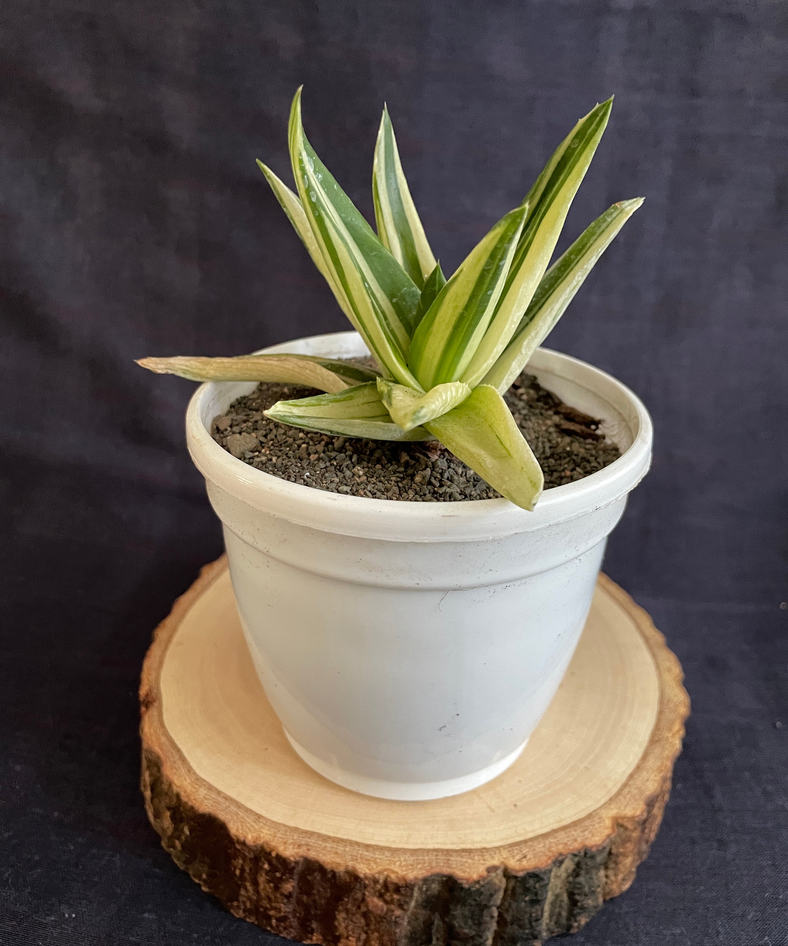Aloe Haworthioides Black Gem Variegated