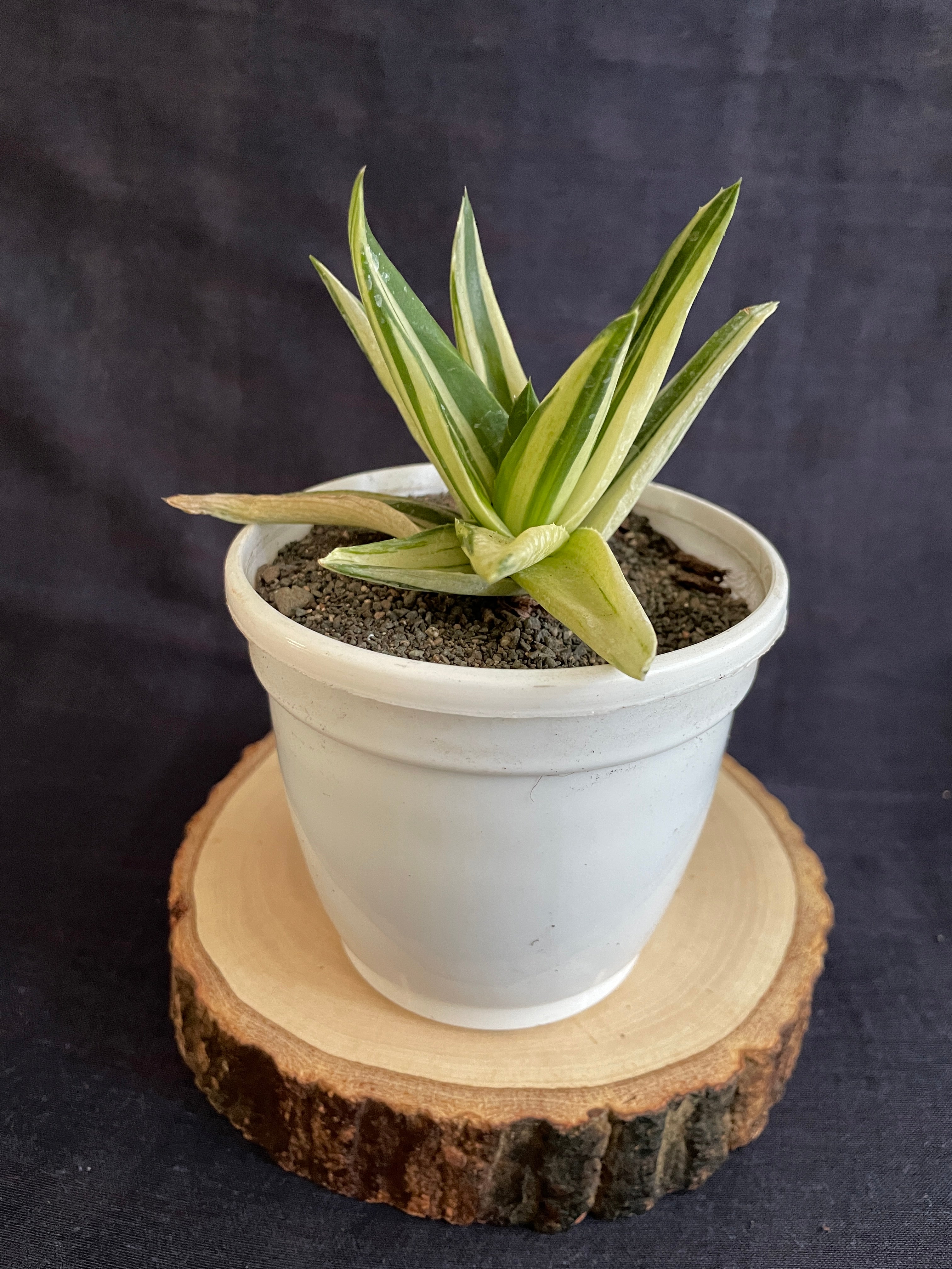Aloe Haworthioides Black Gem Variegated