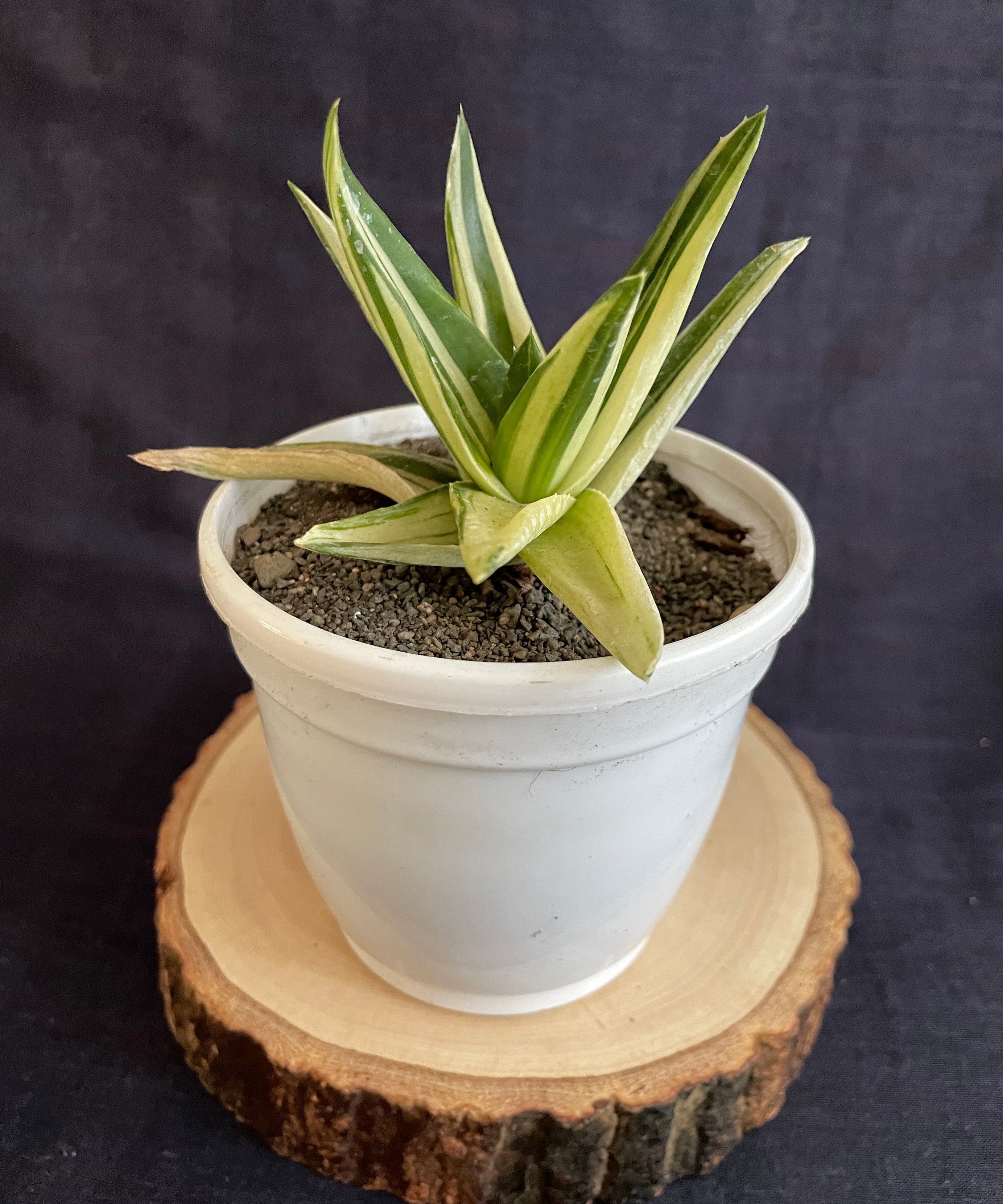 Aloe Haworthioides Black Gem Variegated
