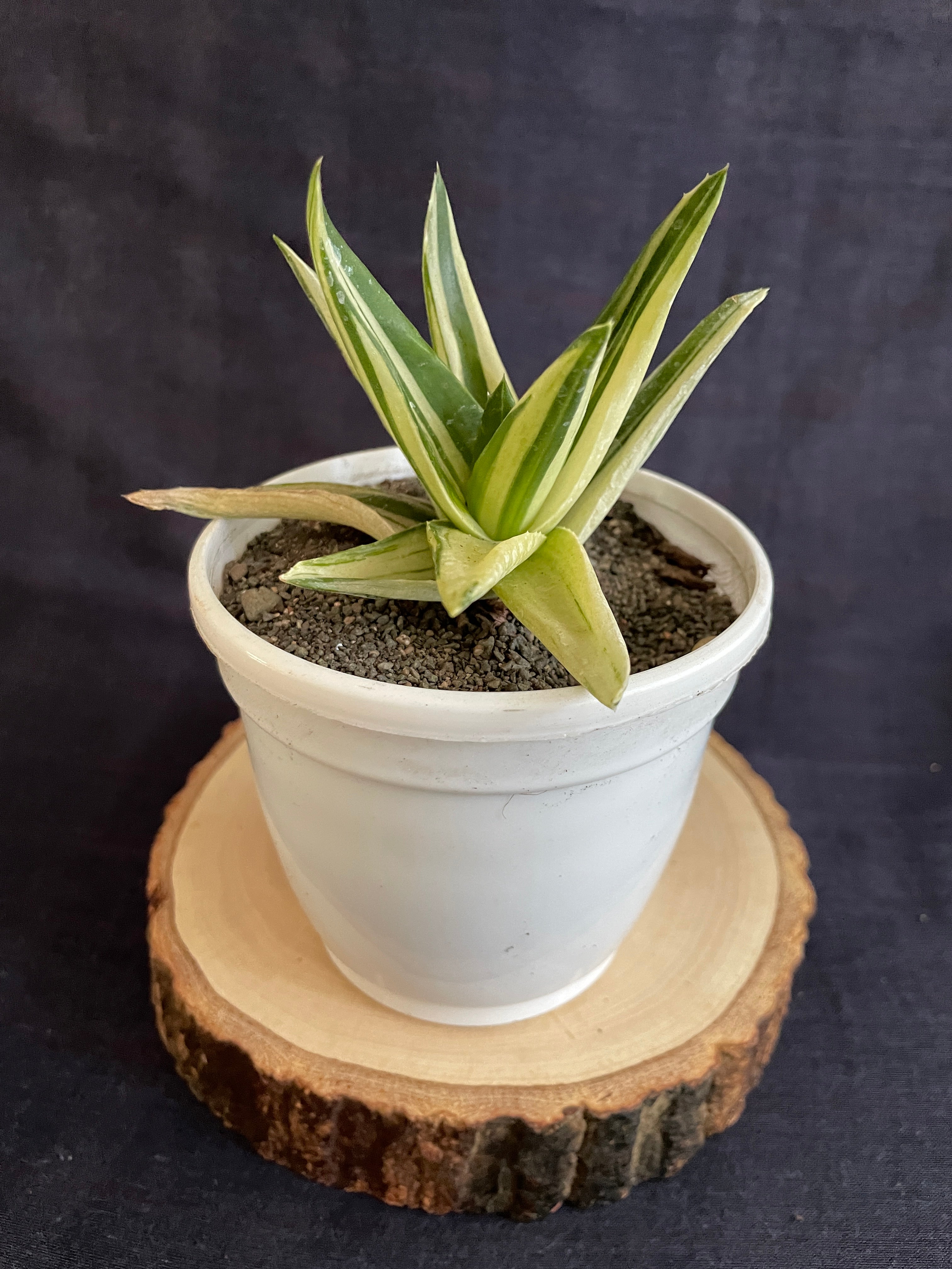 Aloe Haworthioides Black Gem Variegated