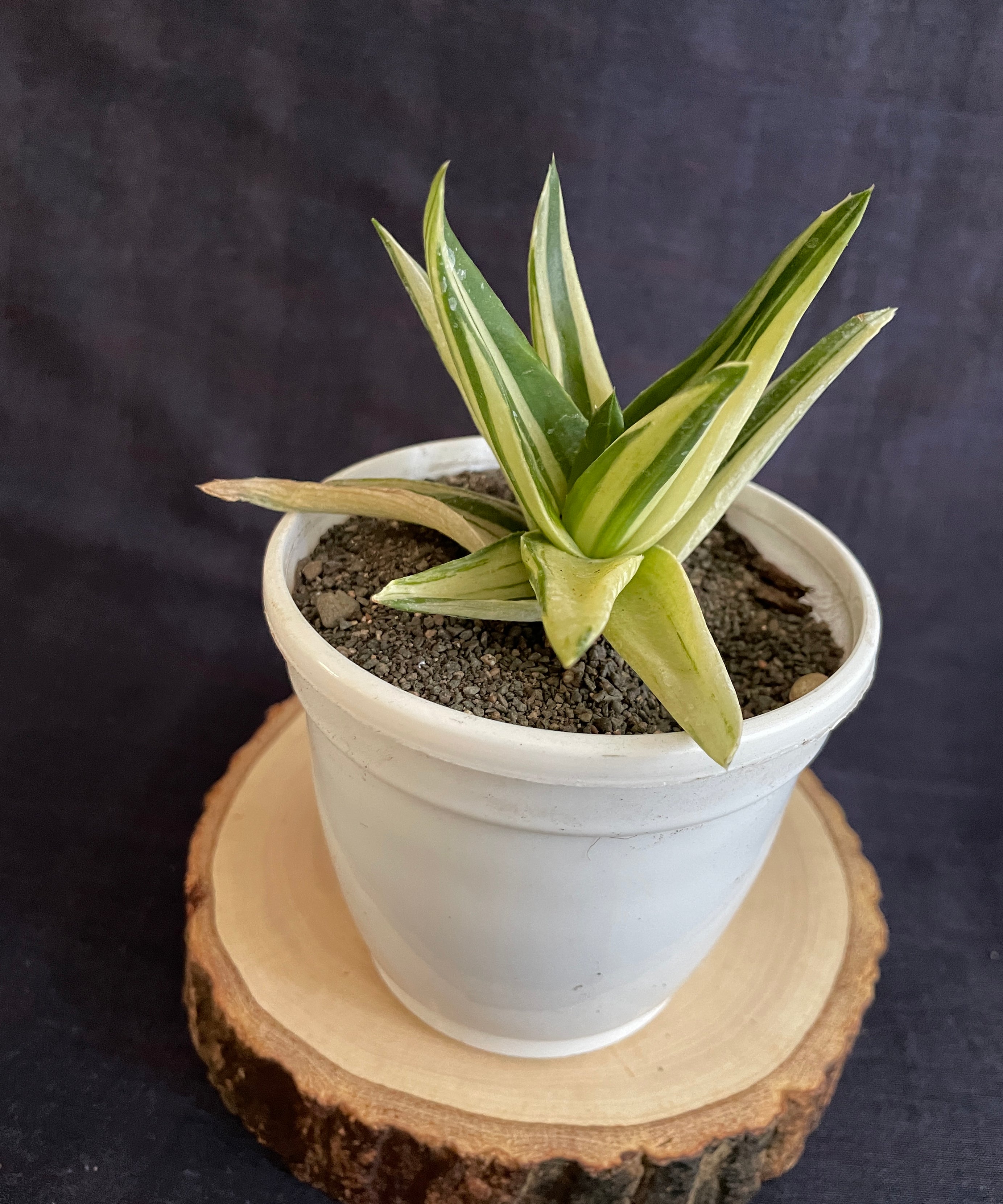 Aloe Haworthioides Black Gem Variegated