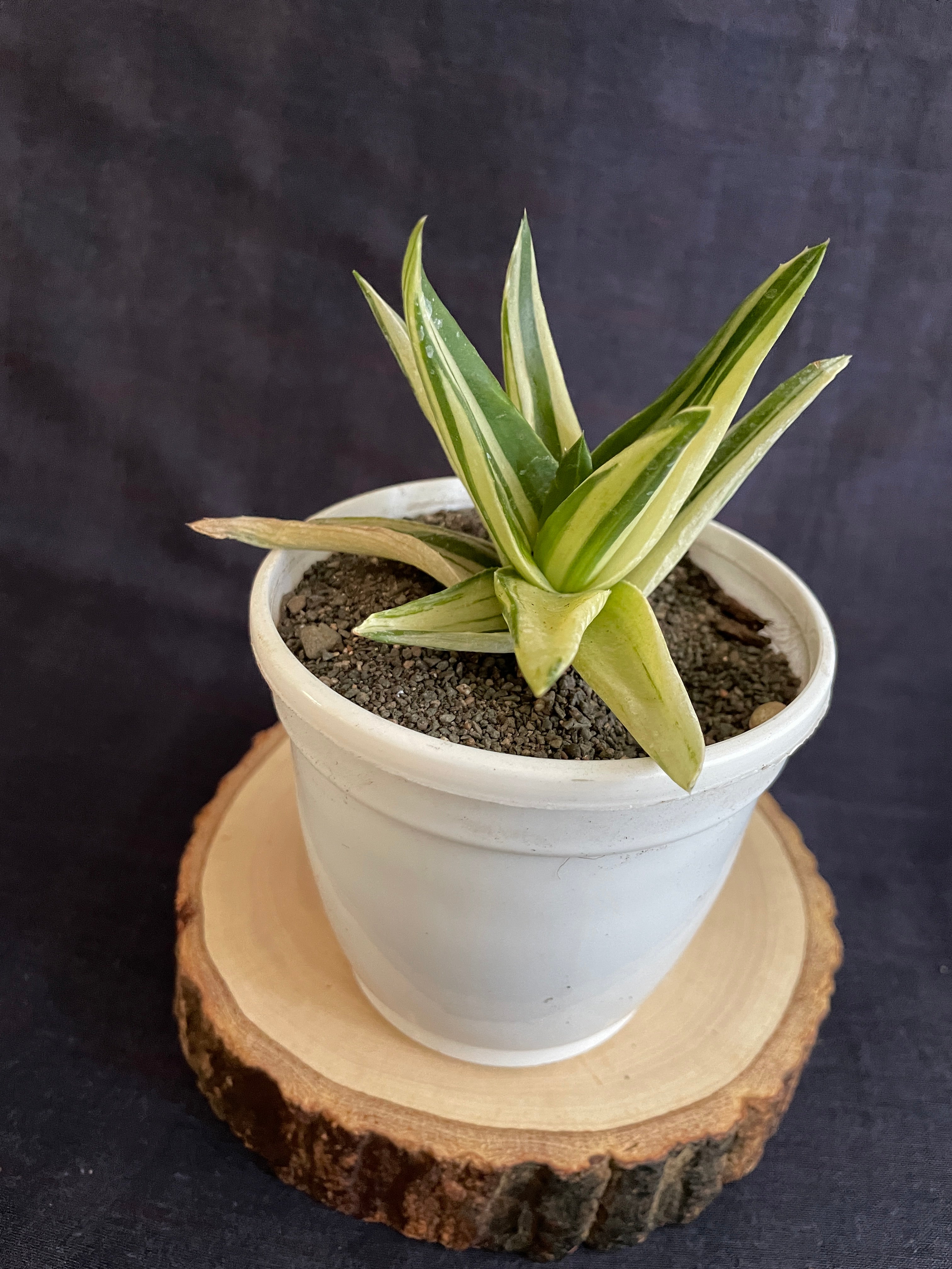 Aloe Haworthioides Black Gem Variegated