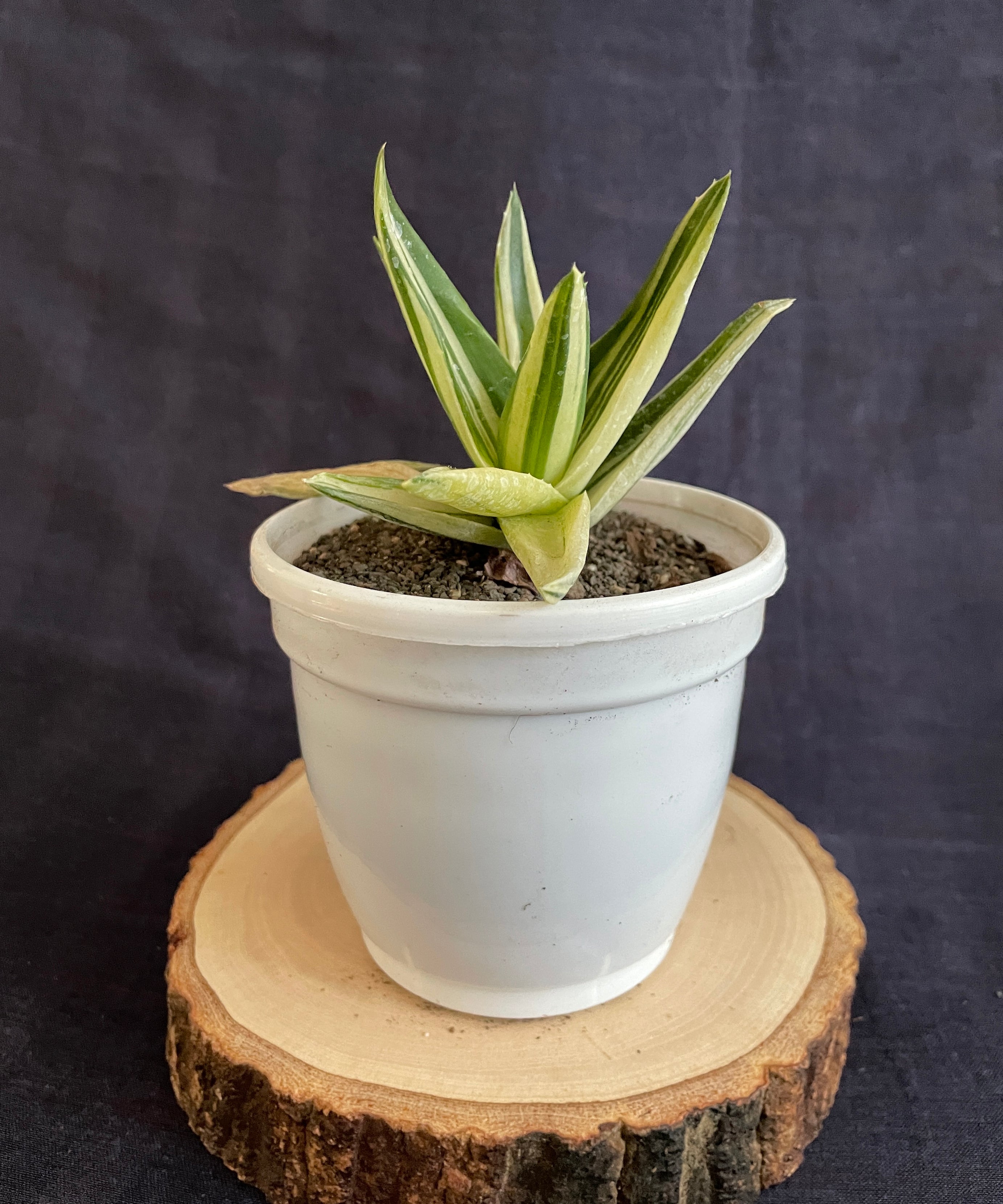 Aloe Haworthioides Black Gem Variegated
