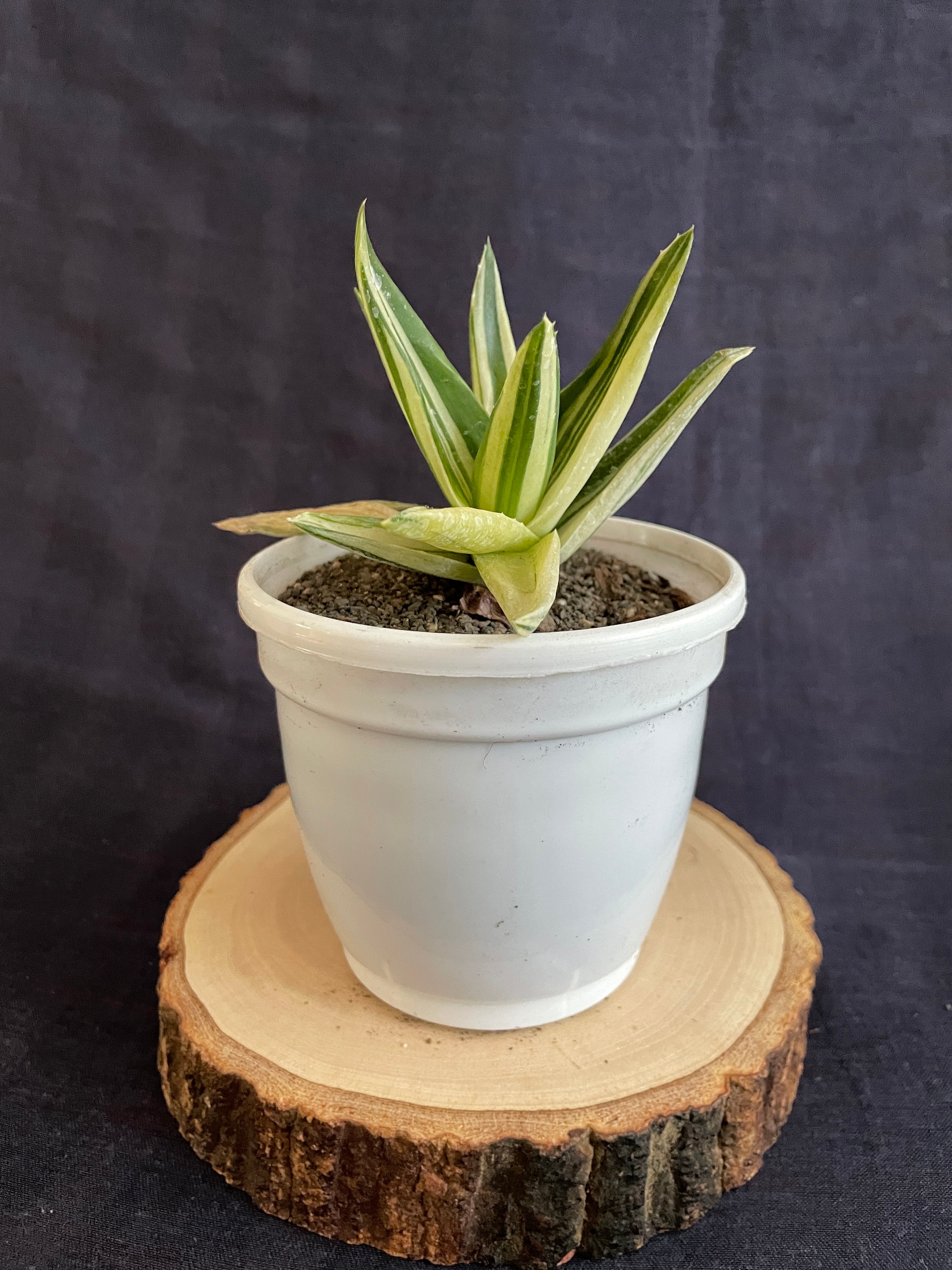 Aloe Haworthioides Black Gem Variegated