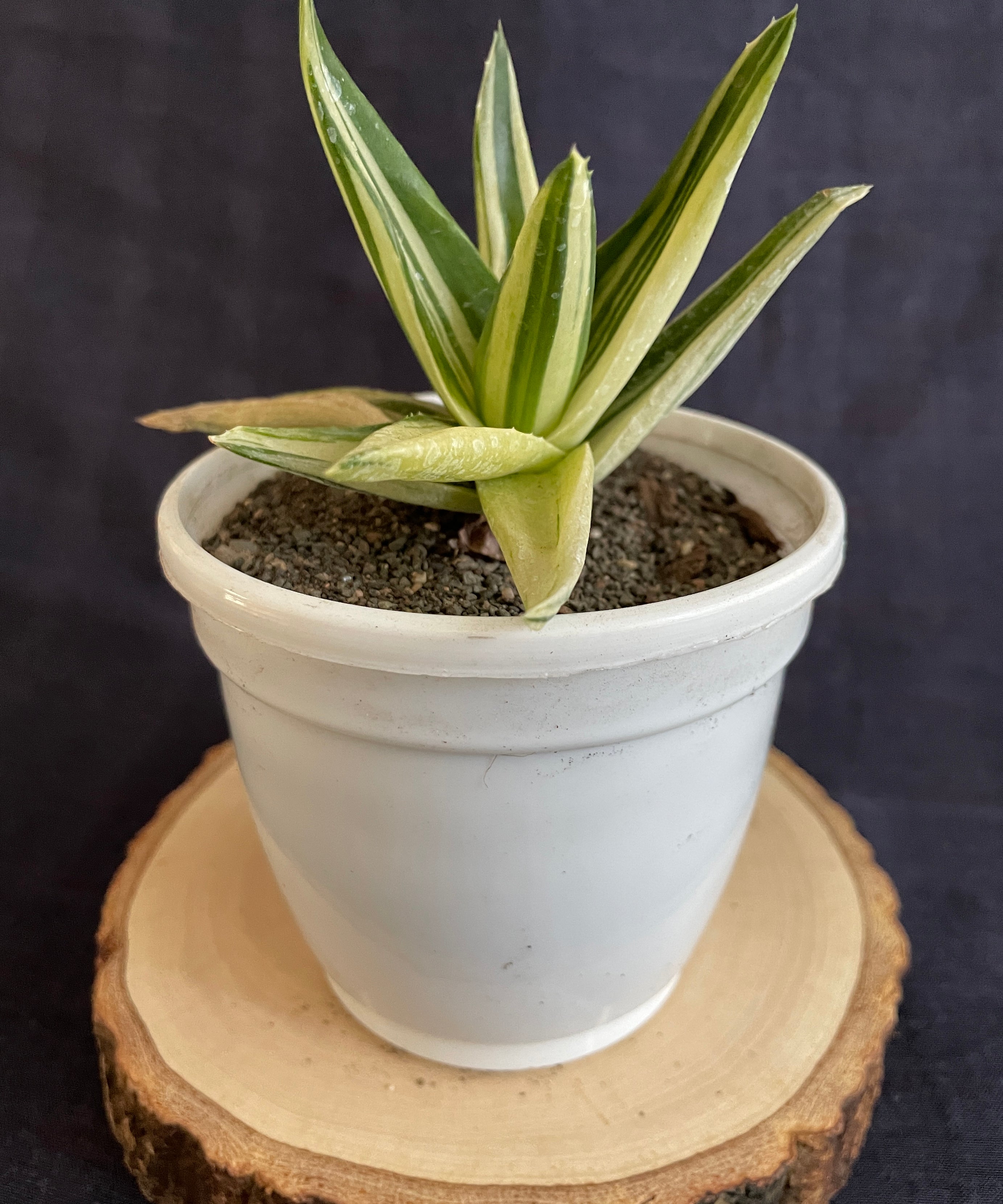Aloe Haworthioides Black Gem Variegated