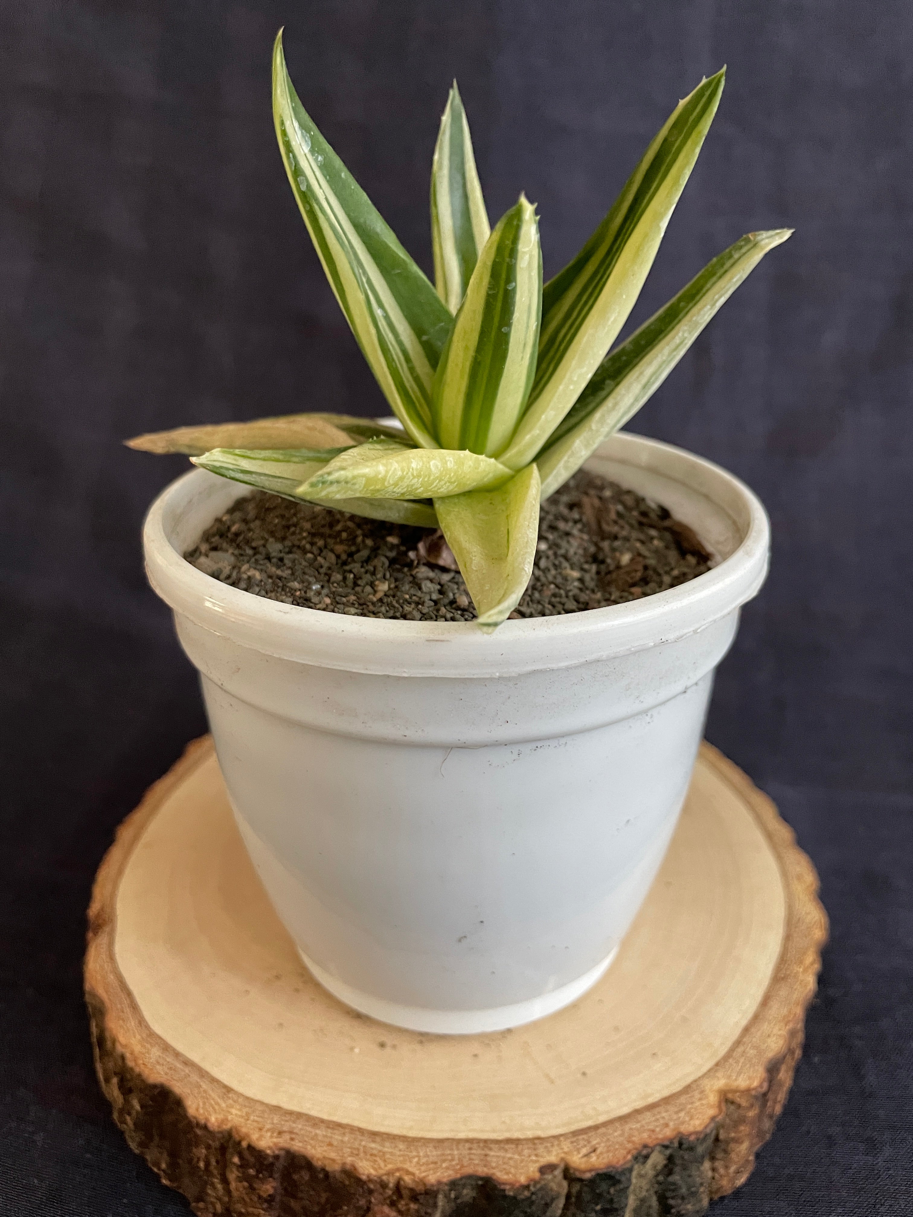 Aloe Haworthioides Black Gem Variegated