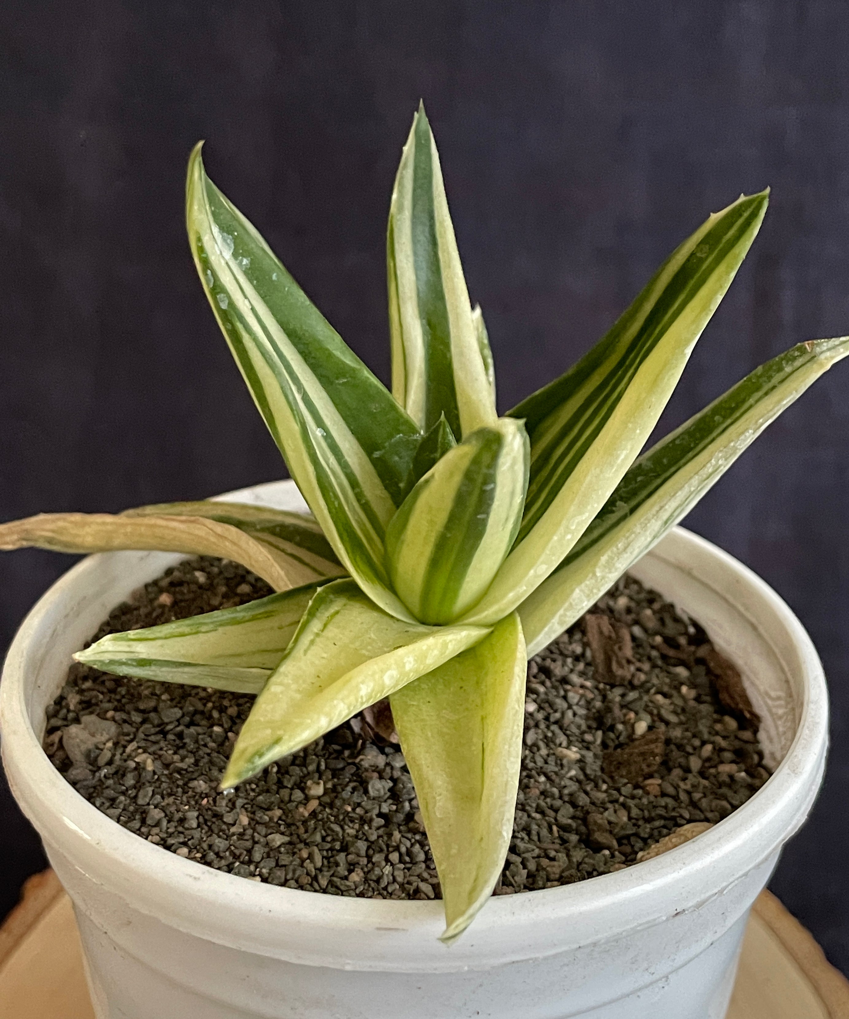 Aloe Haworthioides Black Gem Variegated