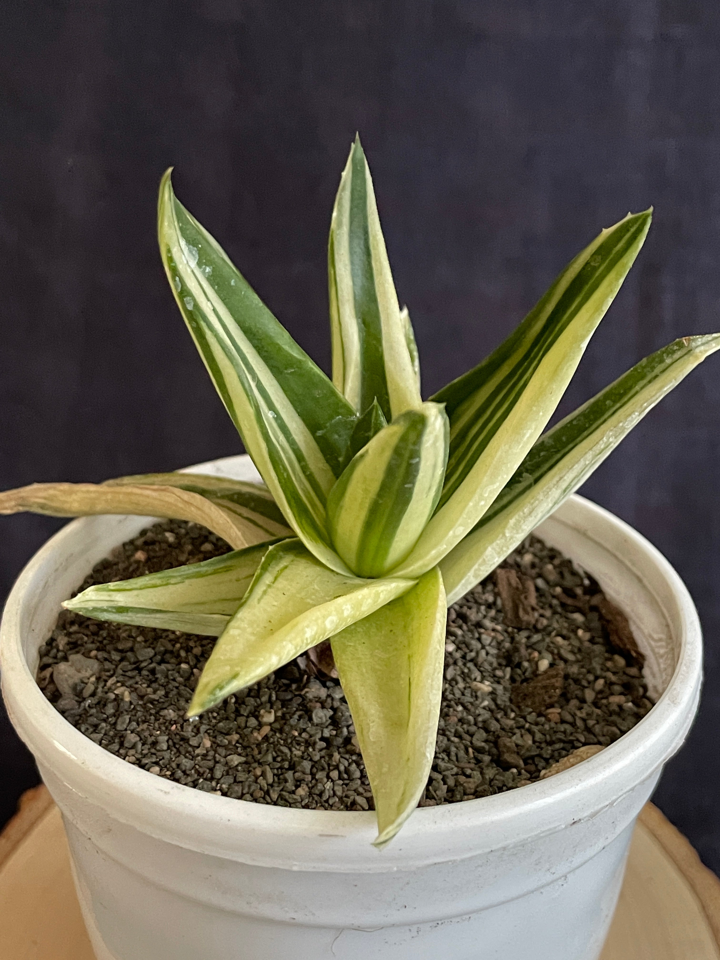 Aloe Haworthioides Black Gem Variegated