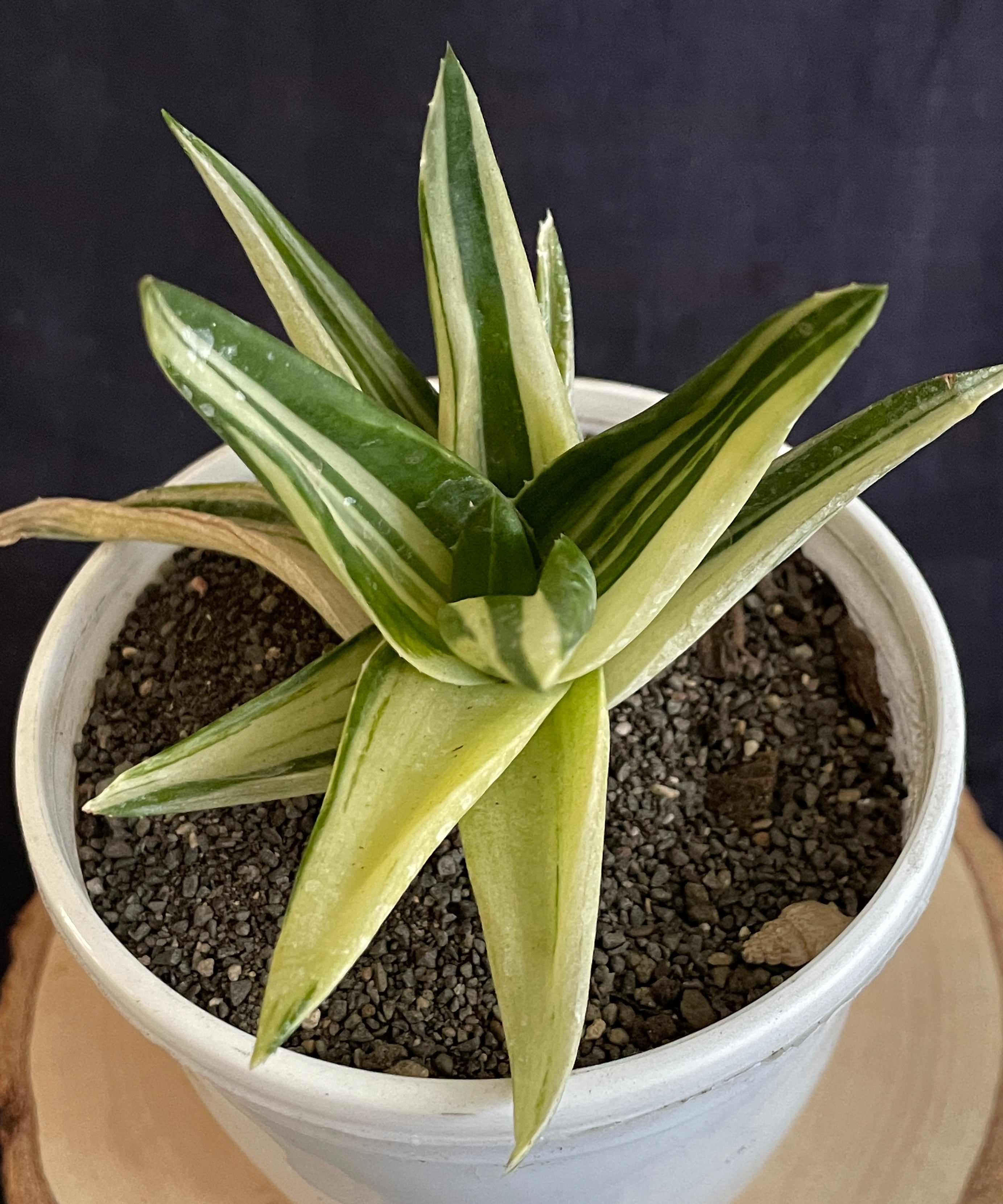 Aloe Haworthioides Black Gem Variegated