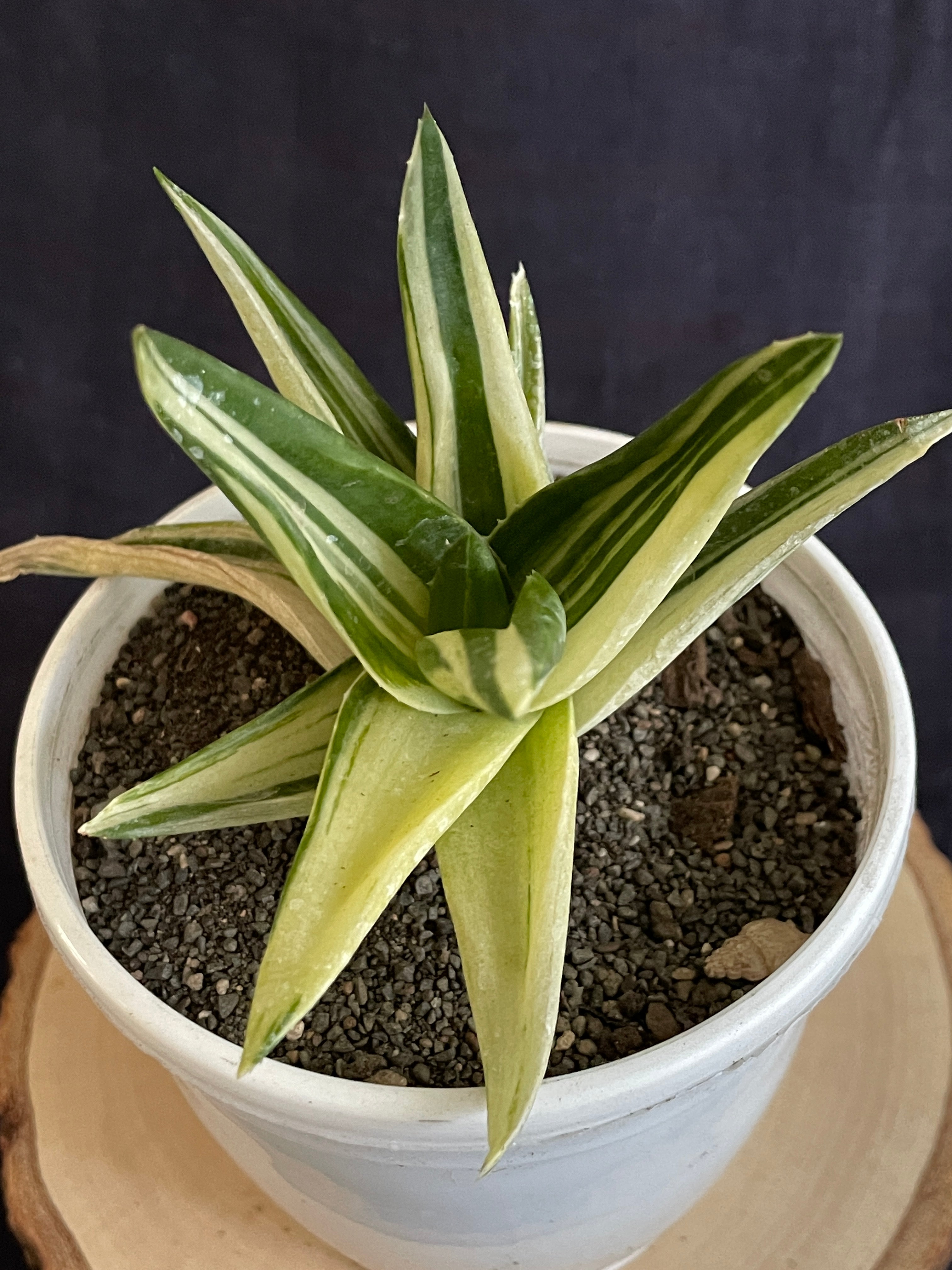 Aloe Haworthioides Black Gem Variegated