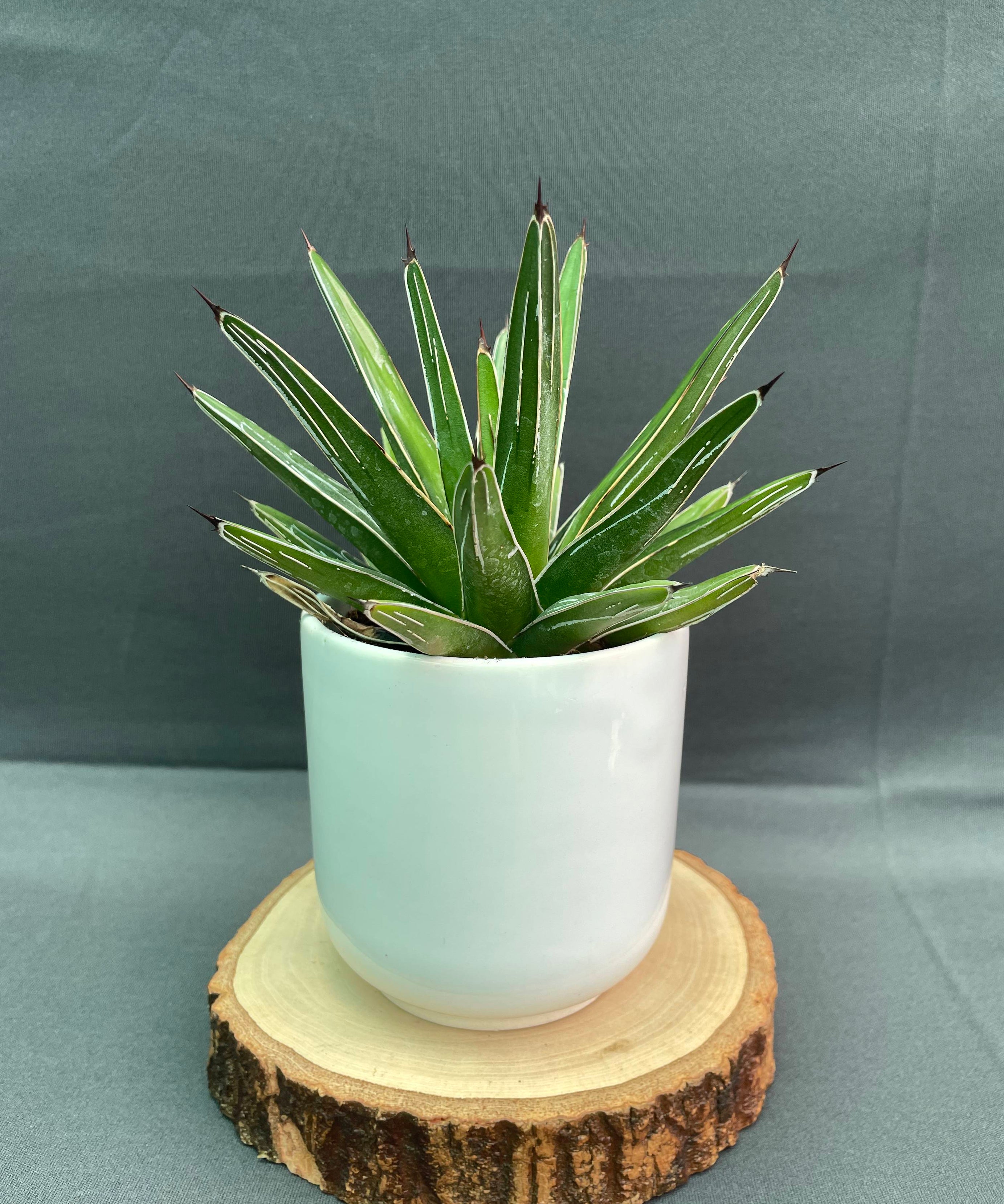 Agave Victoria Reginae White Varigated Small
