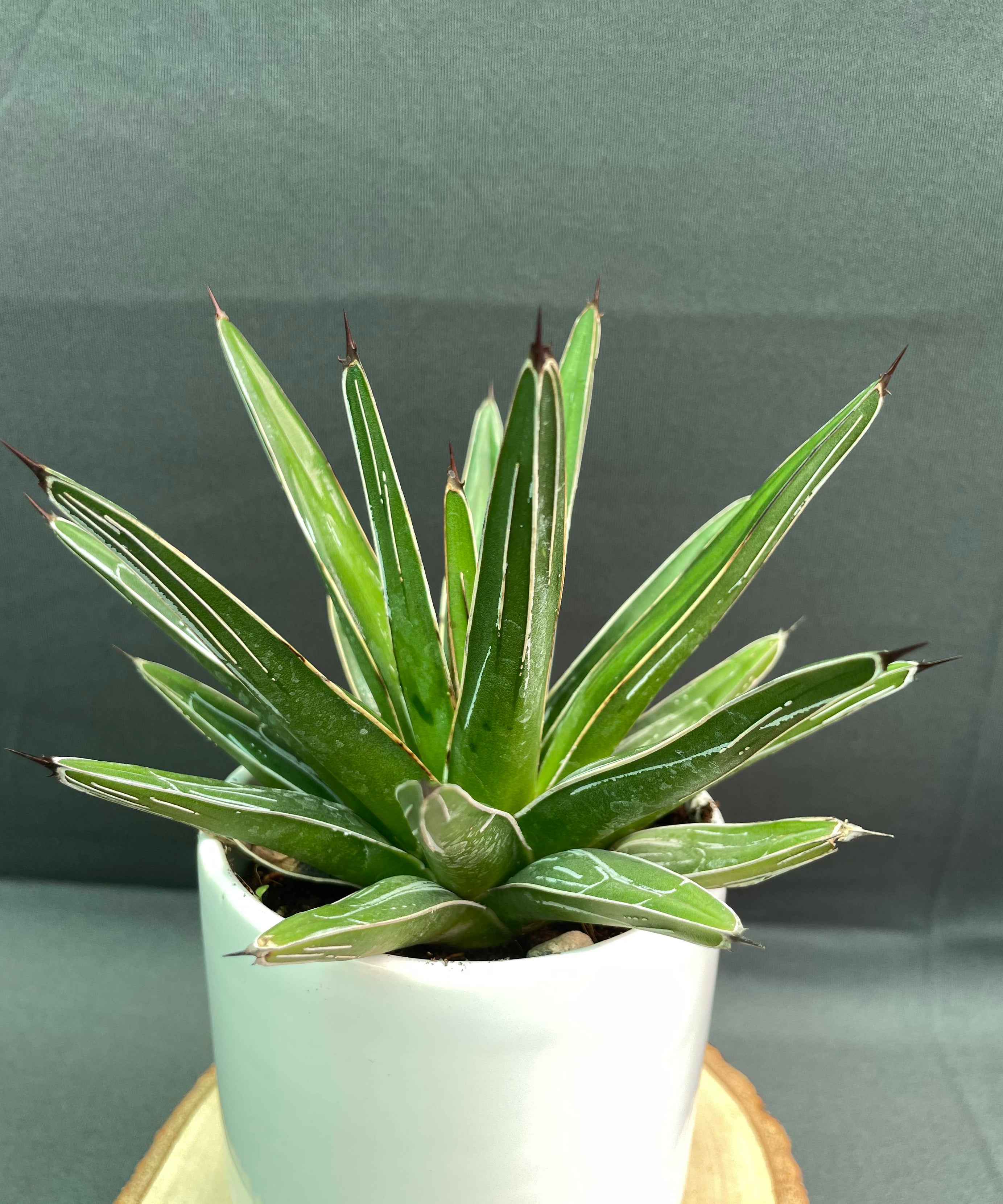 Agave Victoria Reginae White Varigated Small