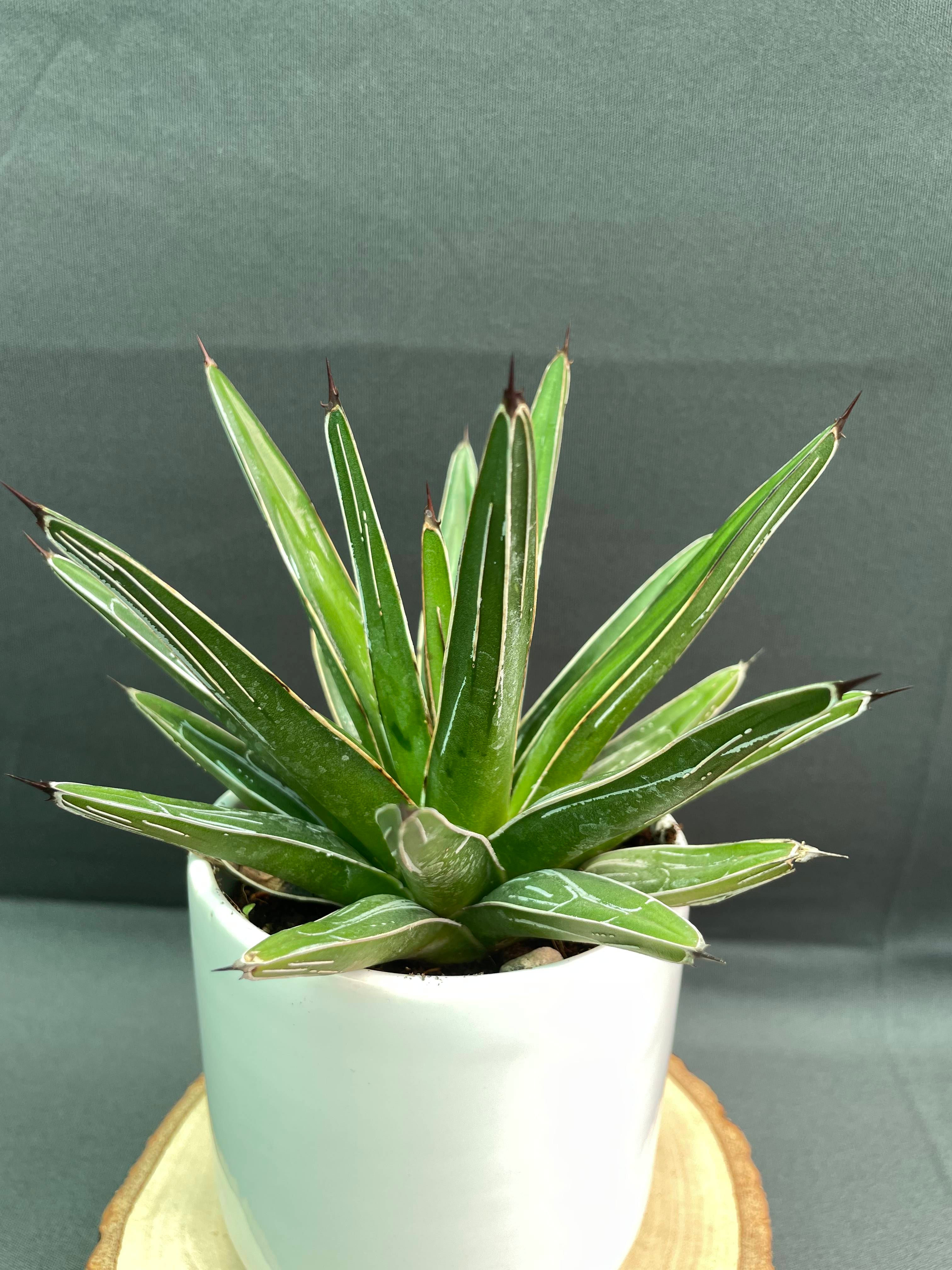 Agave Victoria Reginae White Varigated Small