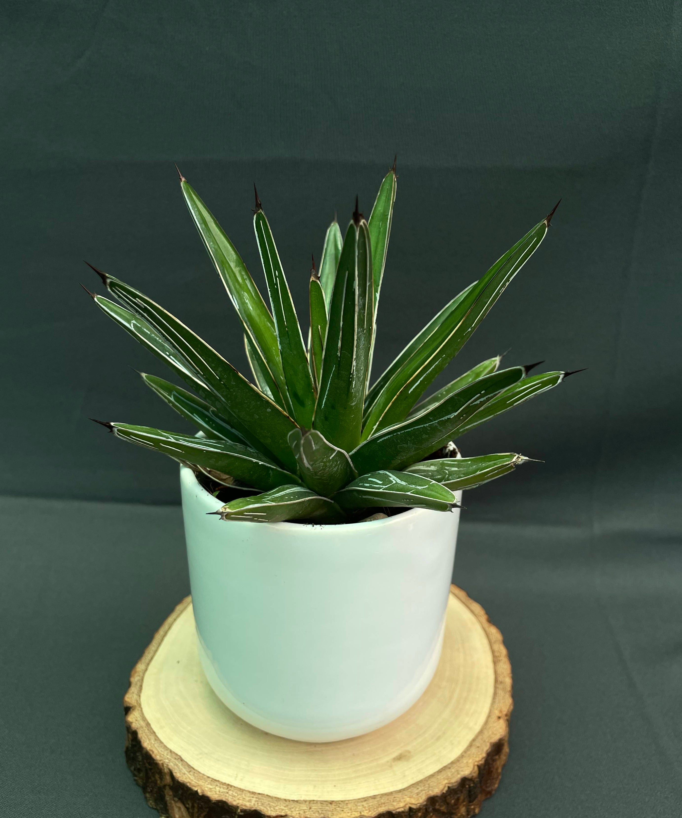 Agave Victoria Reginae White Varigated Small