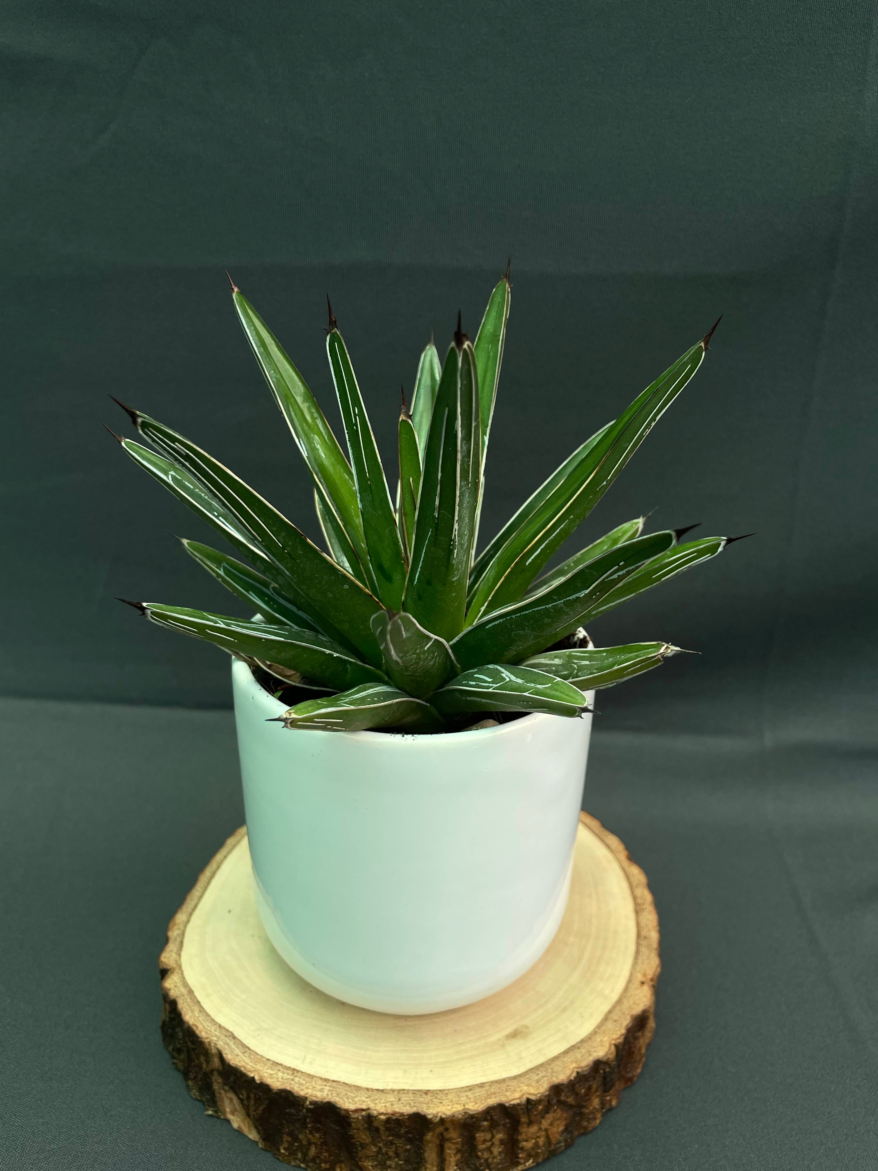 Agave Victoria Reginae White Varigated Small