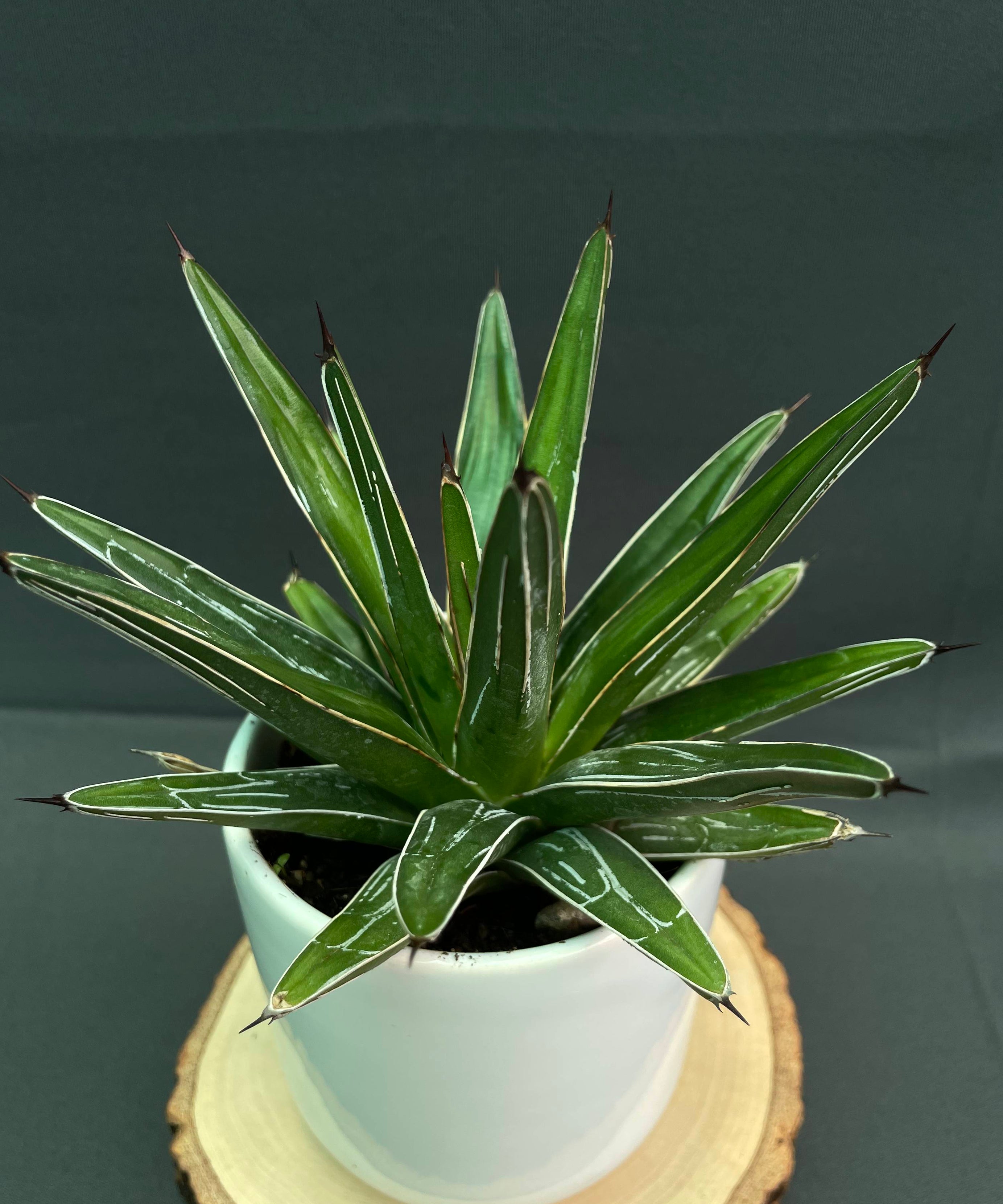 Agave Victoria Reginae White Varigated Small