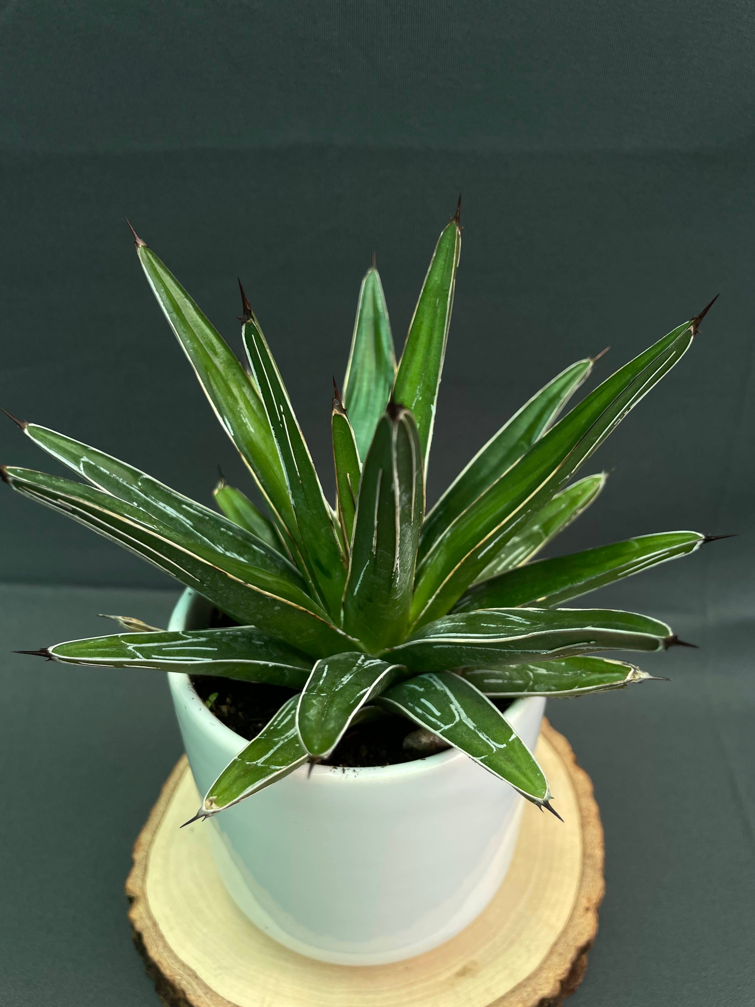 Agave Victoria Reginae White Varigated Small