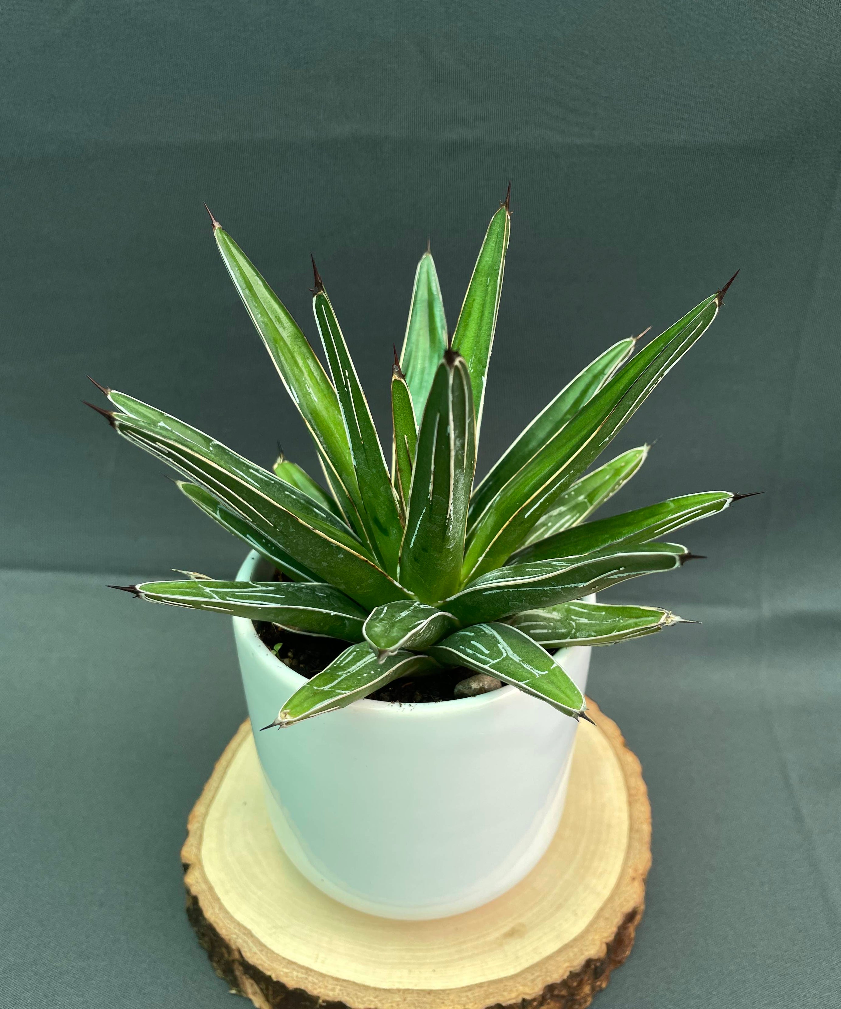 Agave Victoria Reginae White Varigated Small